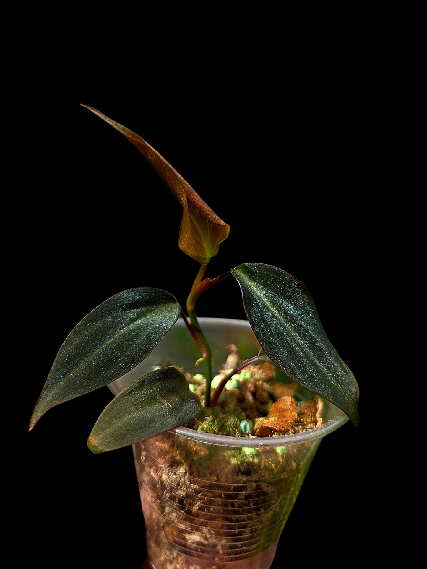 Philodendron sp. 'Peruvian Red Velvet Trilobe' (EXACT PLANT)
