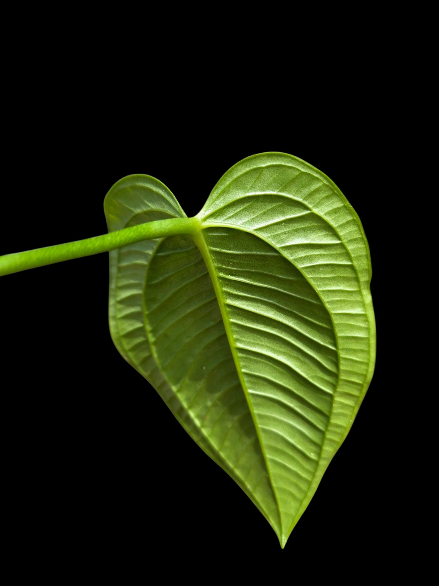 Anthurium Garskinii Croat (EXACT PLANT)