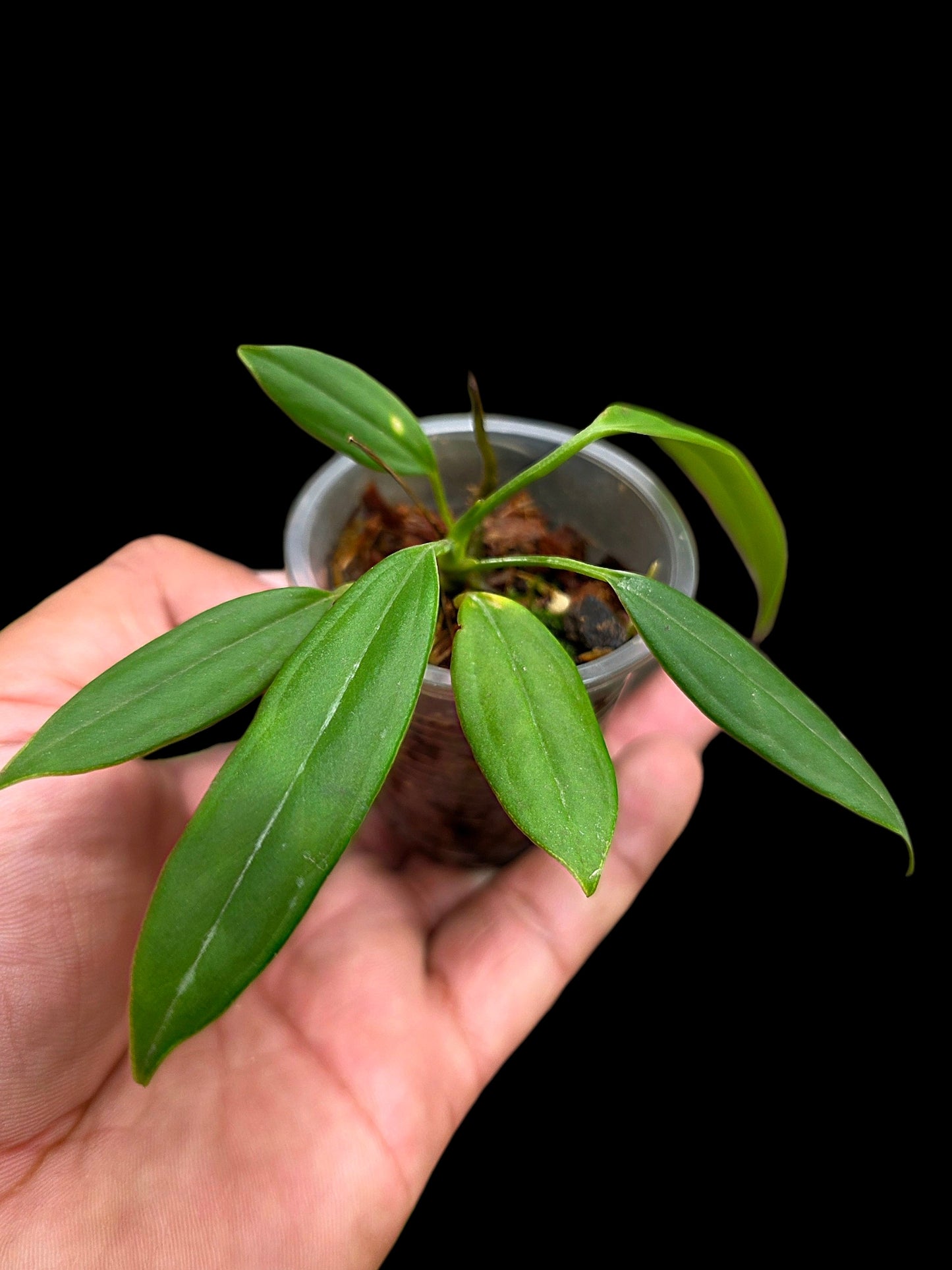 Anthurium Ceronii Small Size (EXACT PLANT)