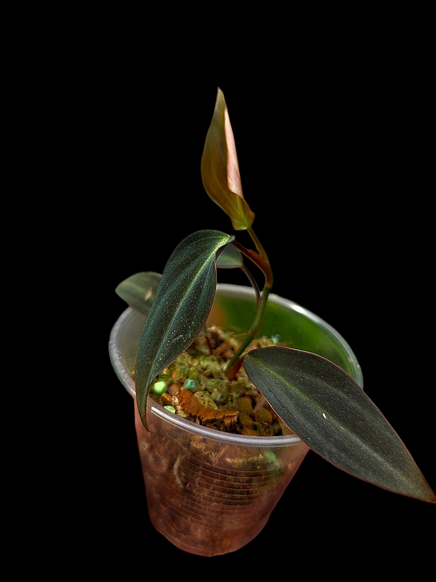 Philodendron sp. 'Peruvian Red Velvet Trilobe' (EXACT PLANT)
