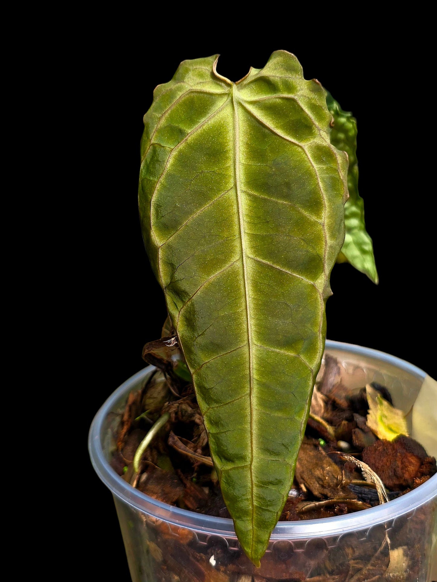Anthurium sp. 'Andinum Lattice Crispus' Metamorphosis Phenotype (EXACT PLANT)