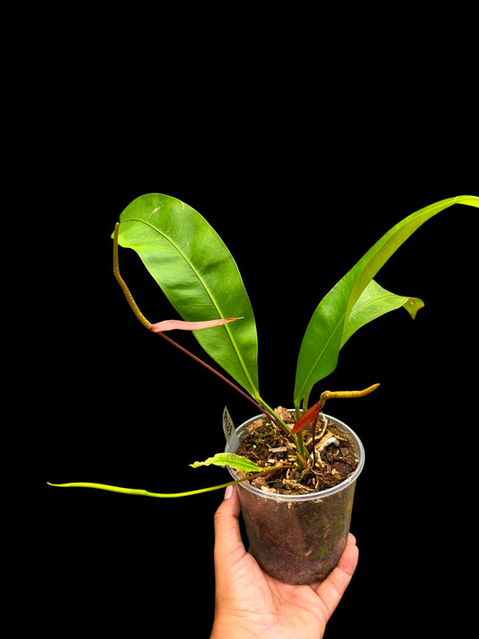 Anthurium Betsyae Croat 2011 (EXACT PLANT)