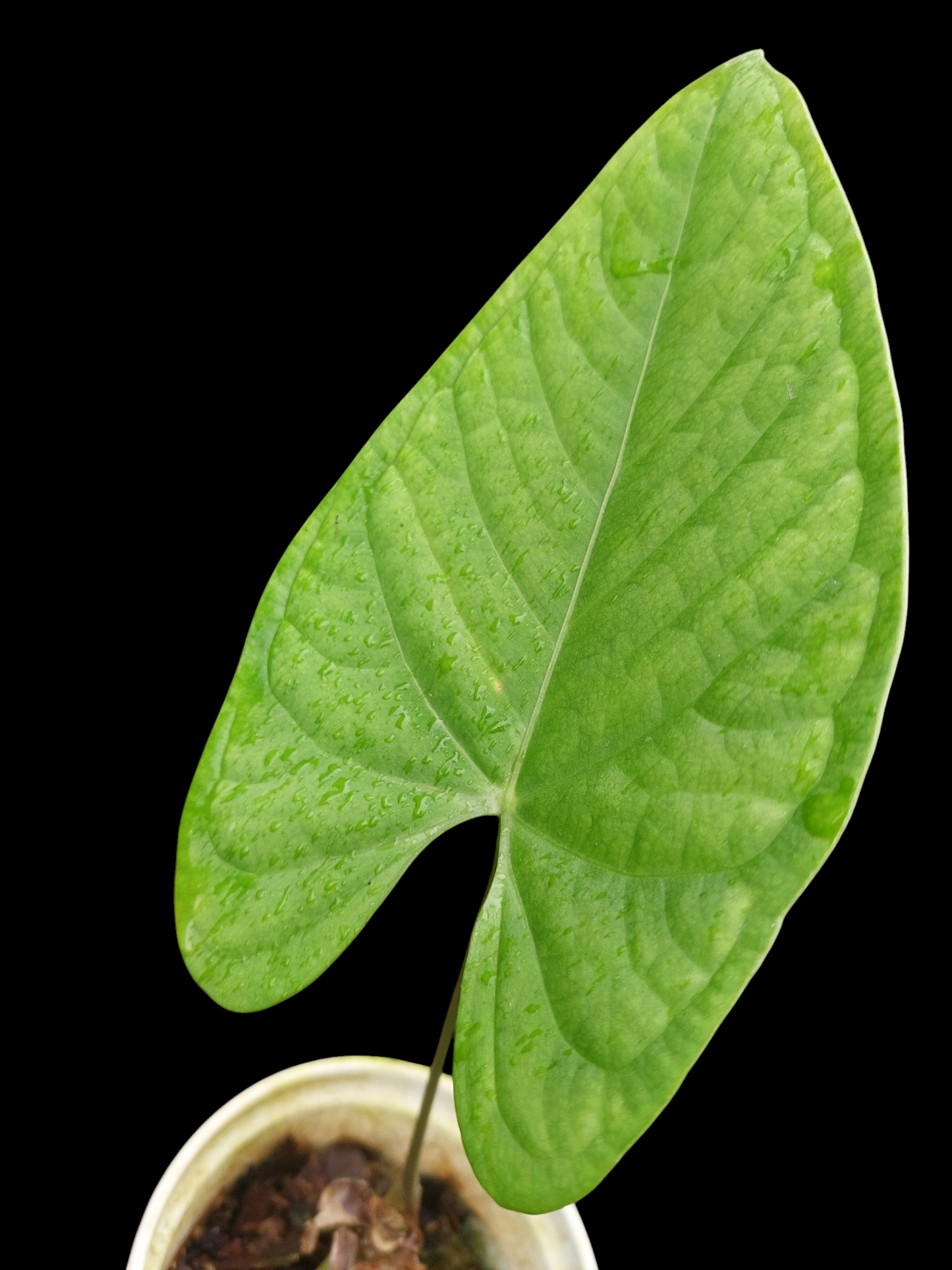 Anthurium sp. "Tarapoto Velvet" Wild Ecotype (EXACT PLANT)