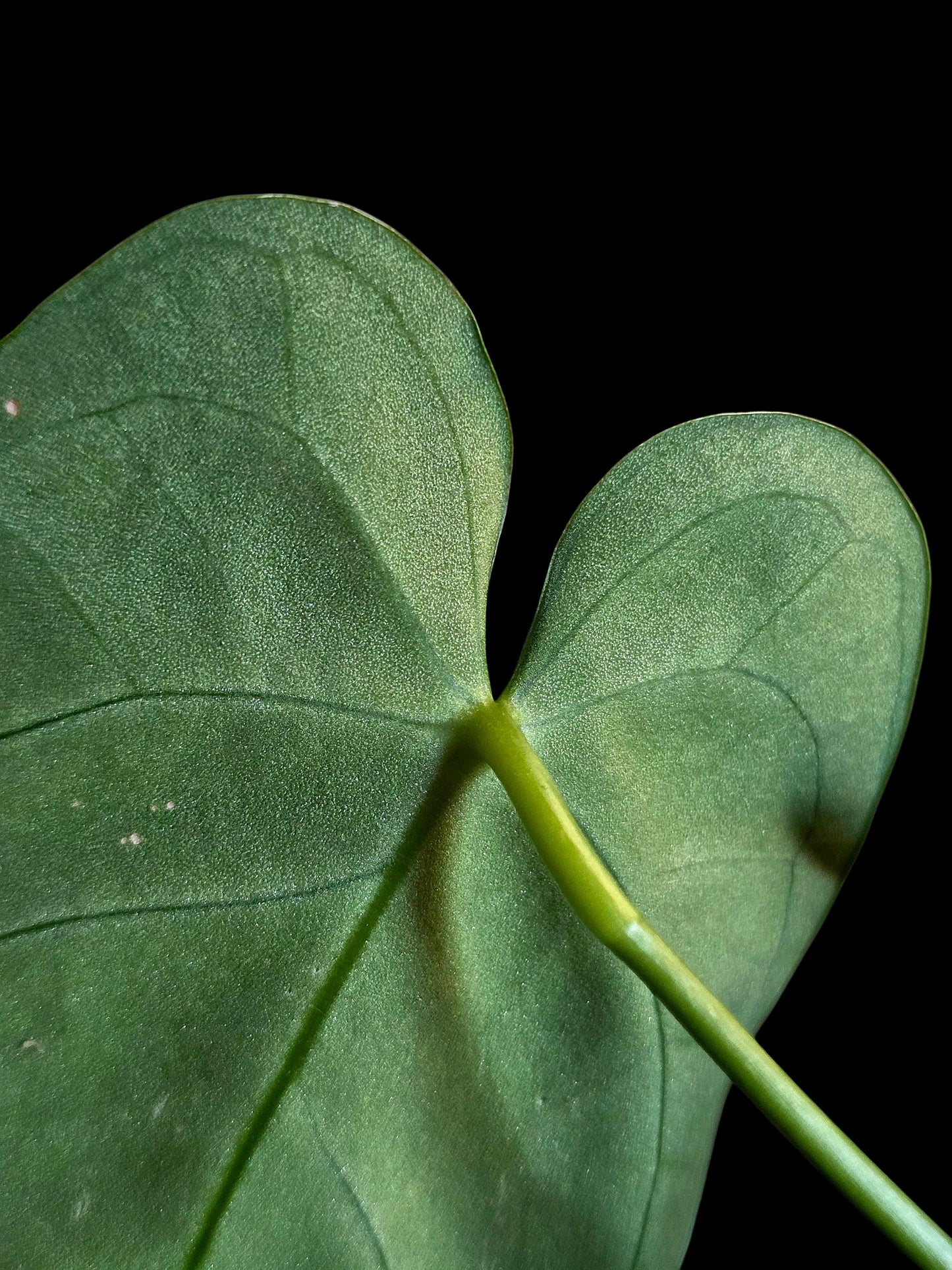 Anthurium Regale 'Blue Velvet' (EXACT PLANT)