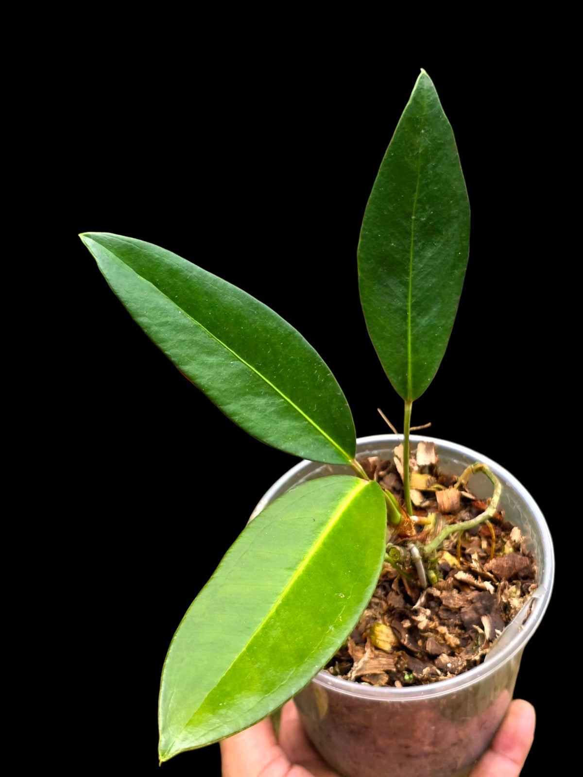 Anthurium sp. 'El Pongo' (EXACT PLANT)
