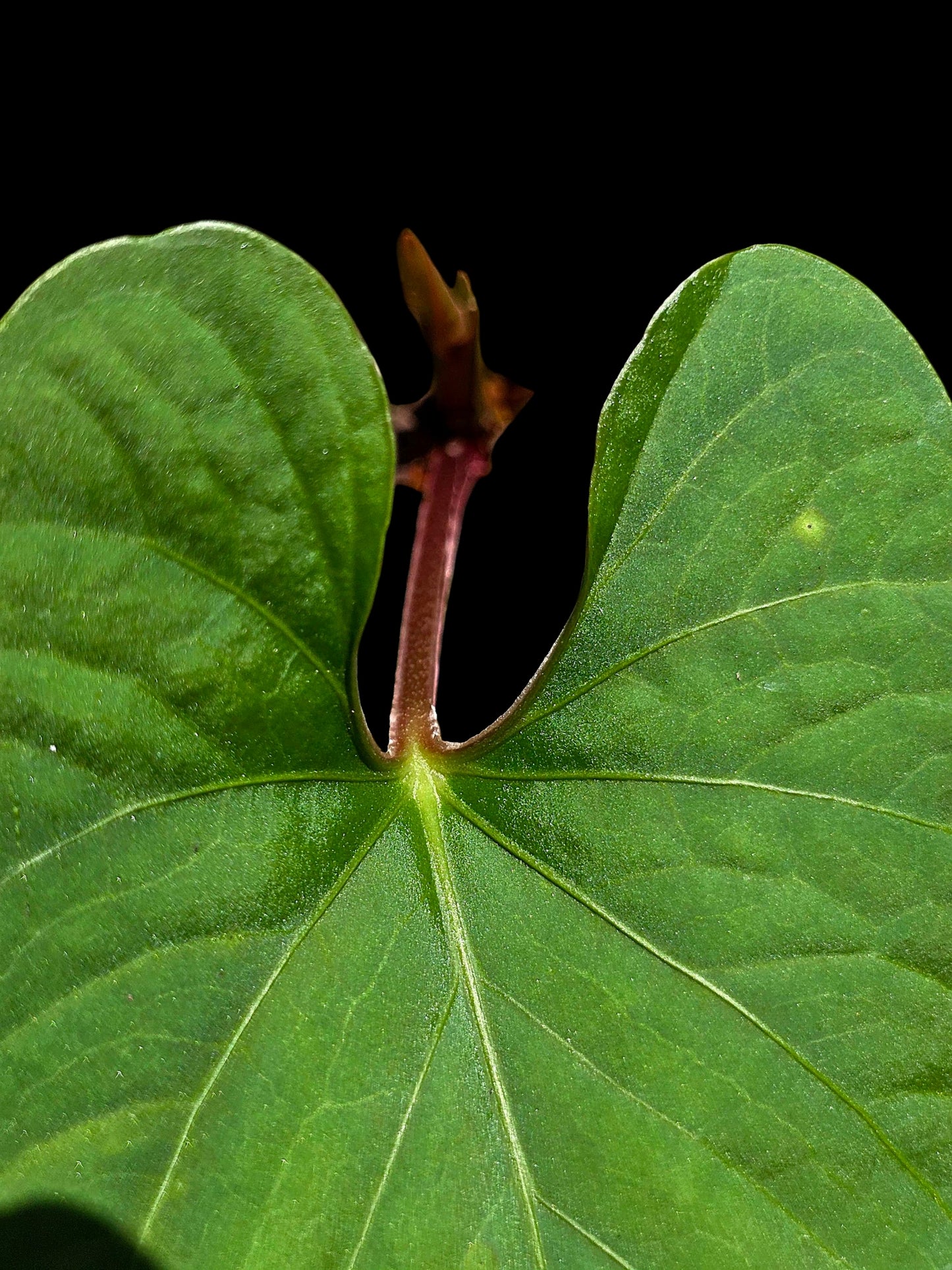 Anthurium sp. 'Kunayala Glow' Native to Panama (EXACT PLANT)