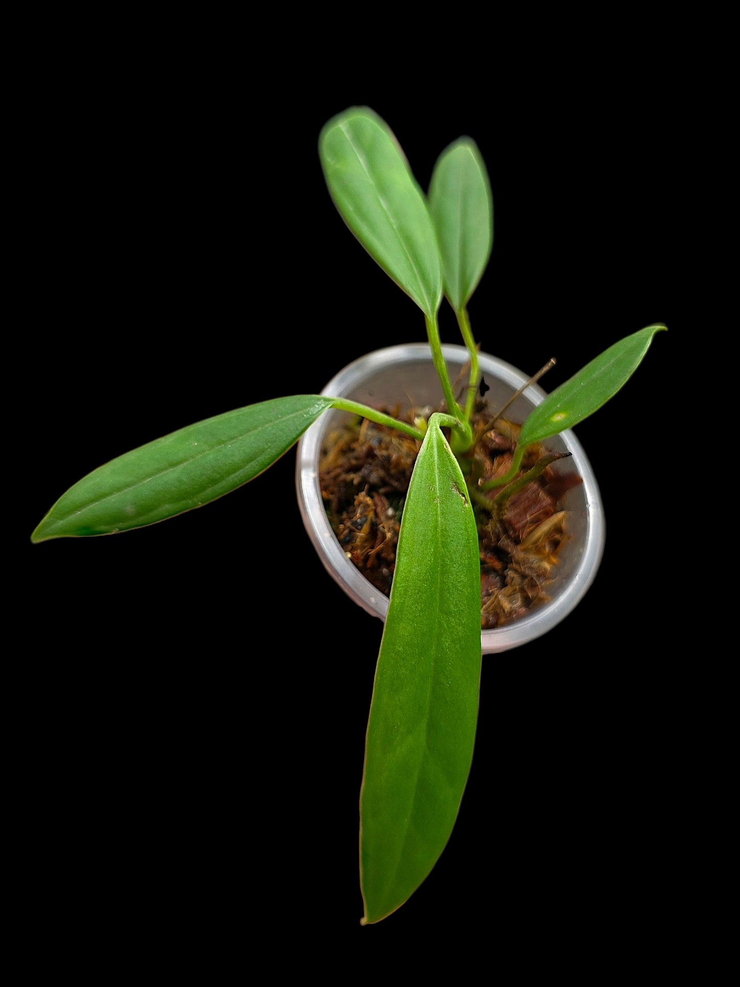 Anthurium Ceronii Small Size (EXACT PLANT)