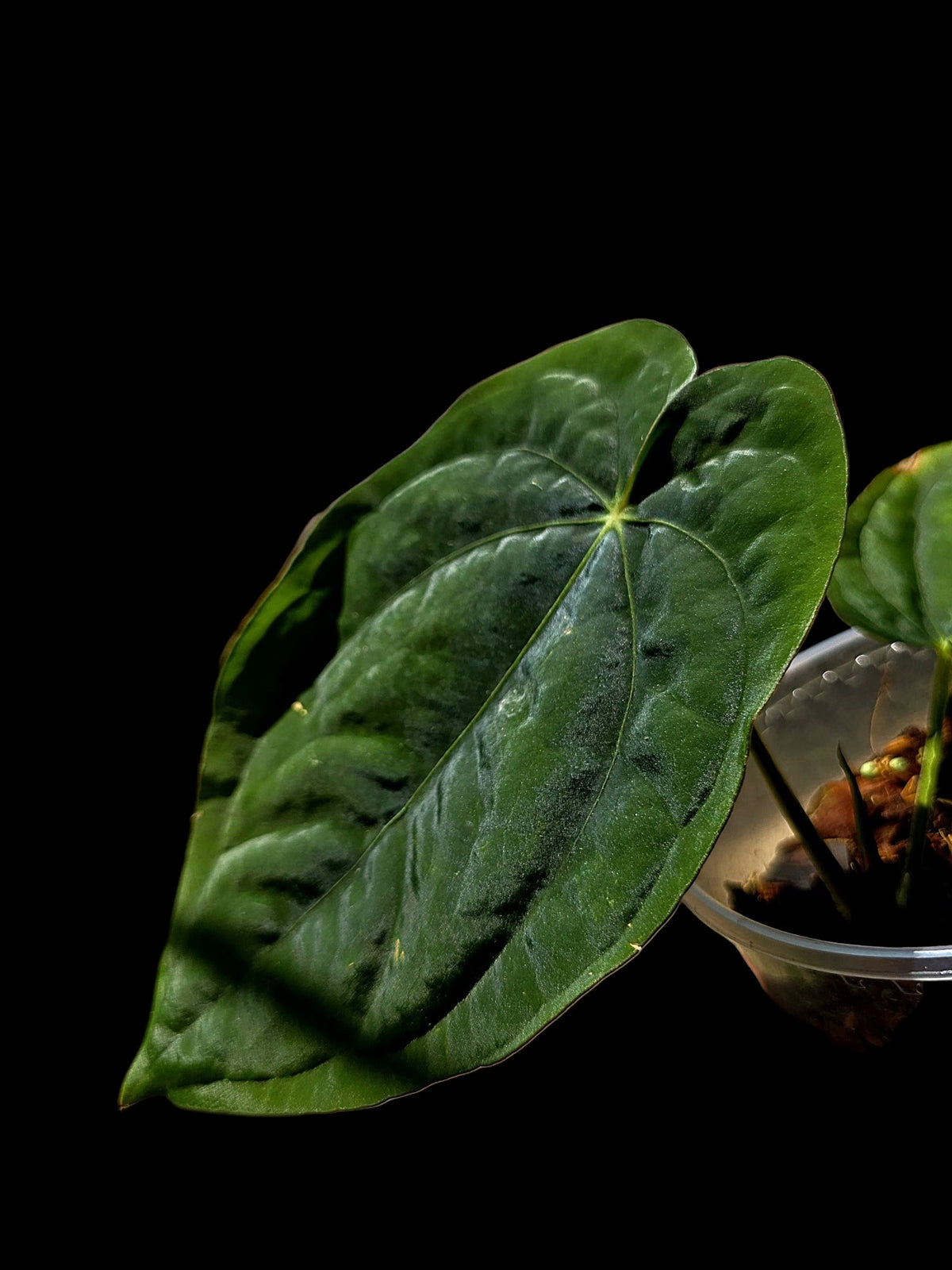 Anthurium Dressleri 'Rio Guanche' Wild Ecotype (EXACT PLANT)