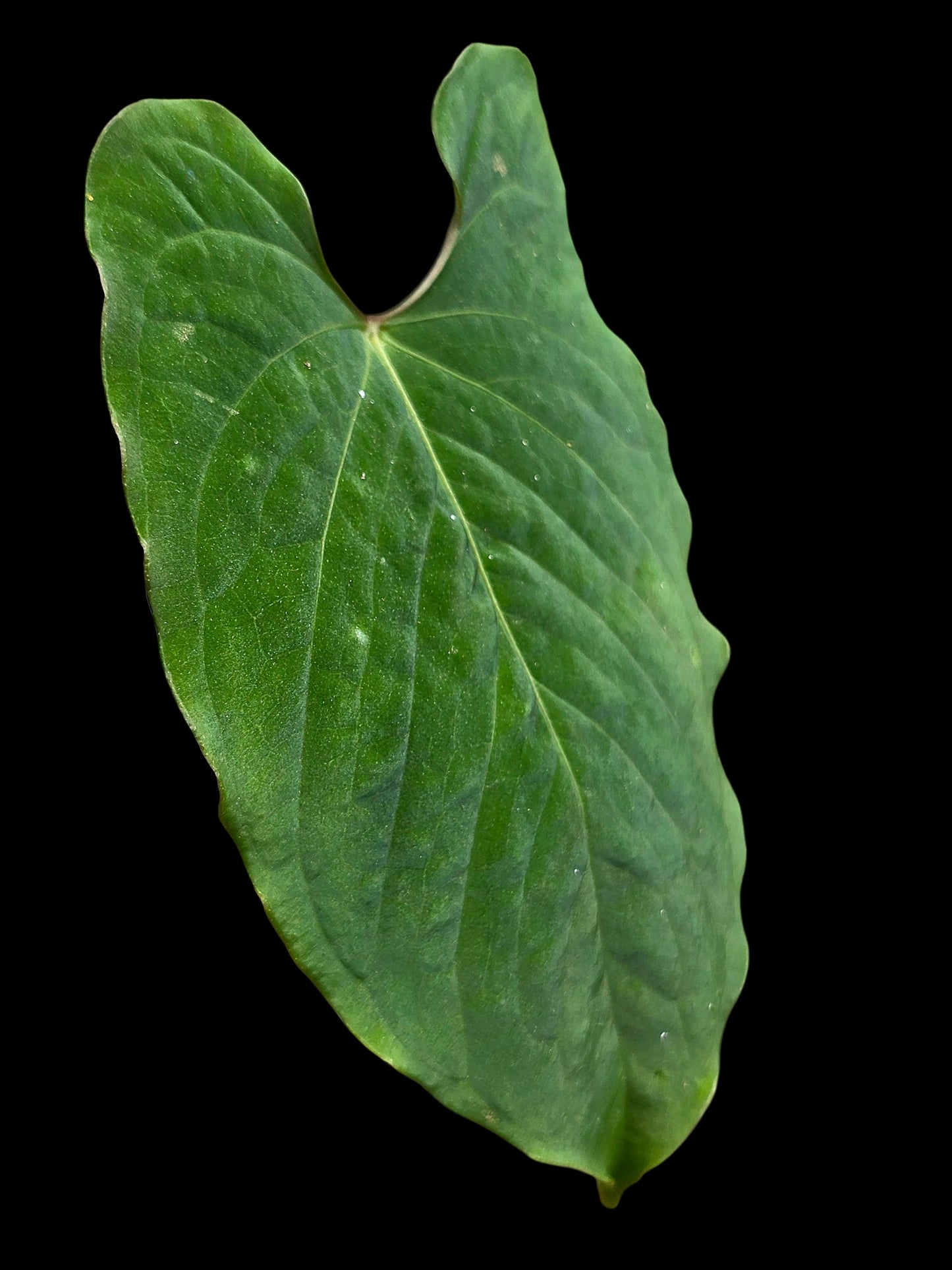 Anthurium sp. 'Purple Velvet' Bullate Leaves (EXACT PLANT)