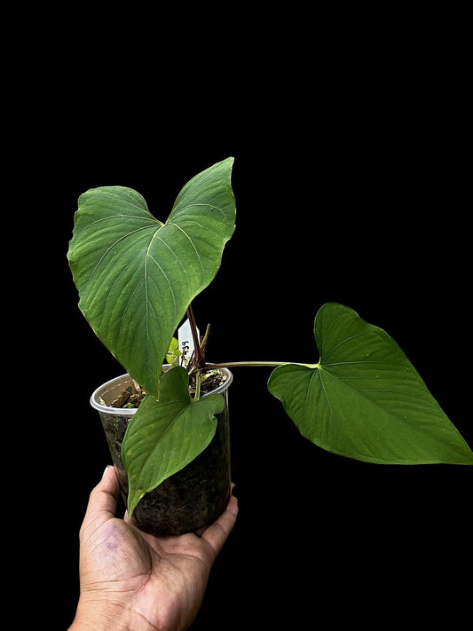 Anthurium sp. 'Kunayala Glow' Native to Panama (EXACT PLANT)