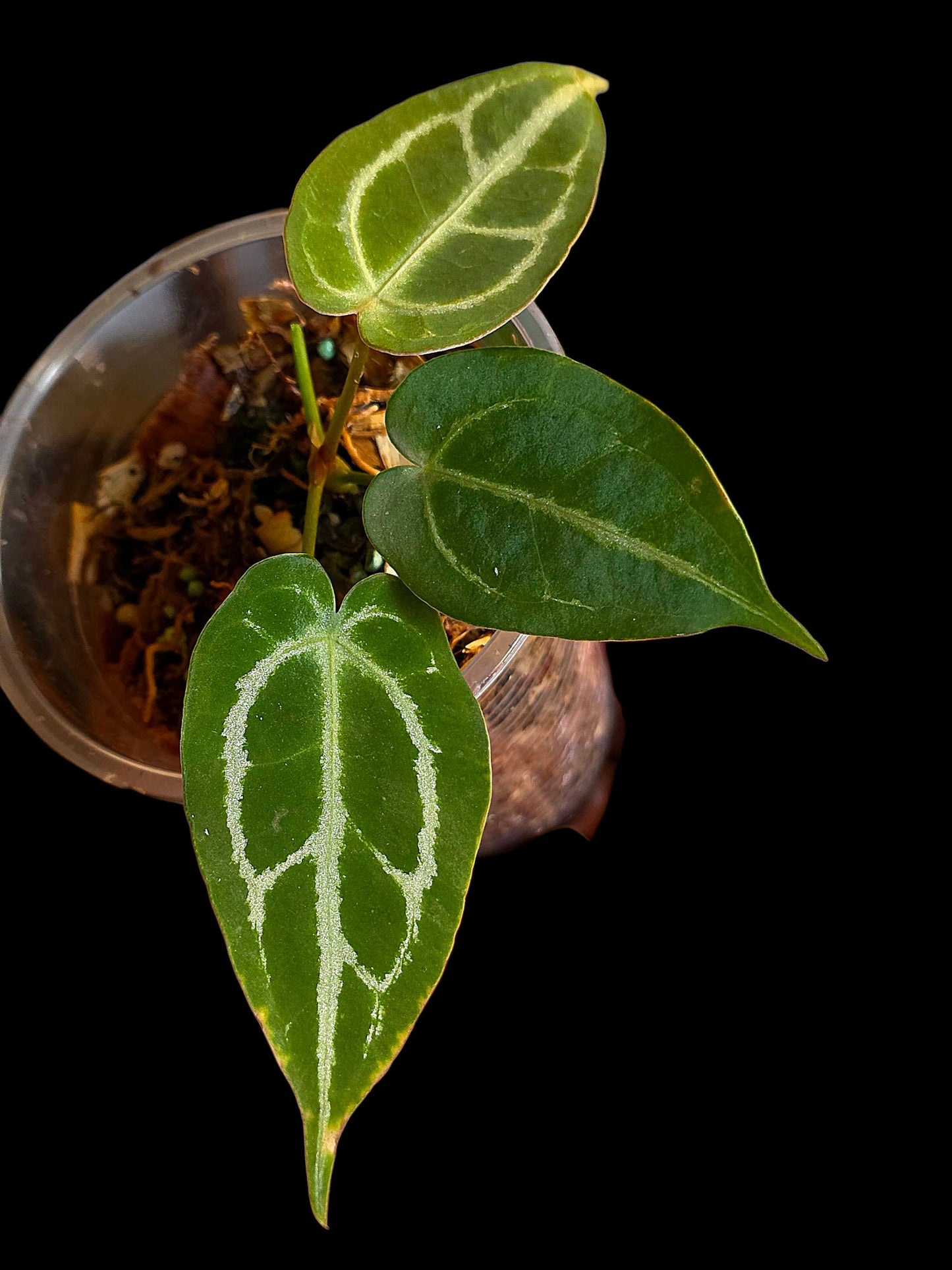 Anthurium Crystallinum X Forgetii (EXACT PLANT)