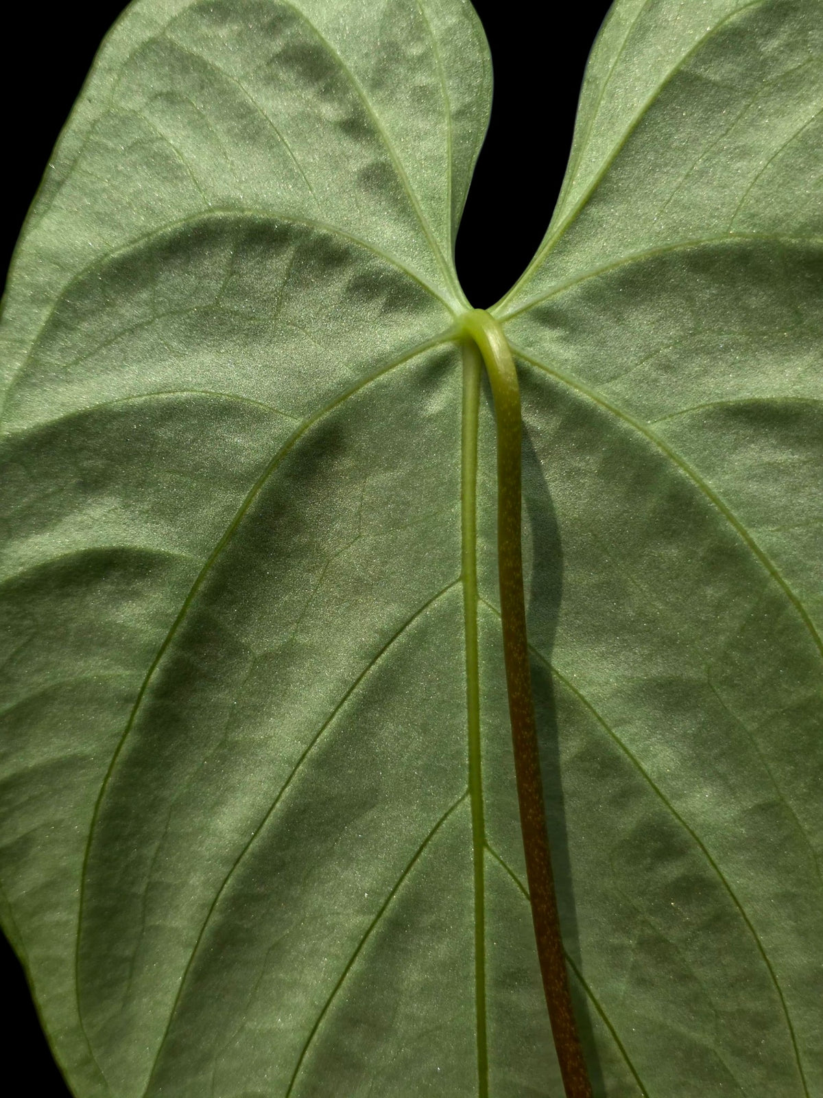 Anthurium sp. 'Tarapoto Velvet' Special Phenotype (EXACT PLANT)