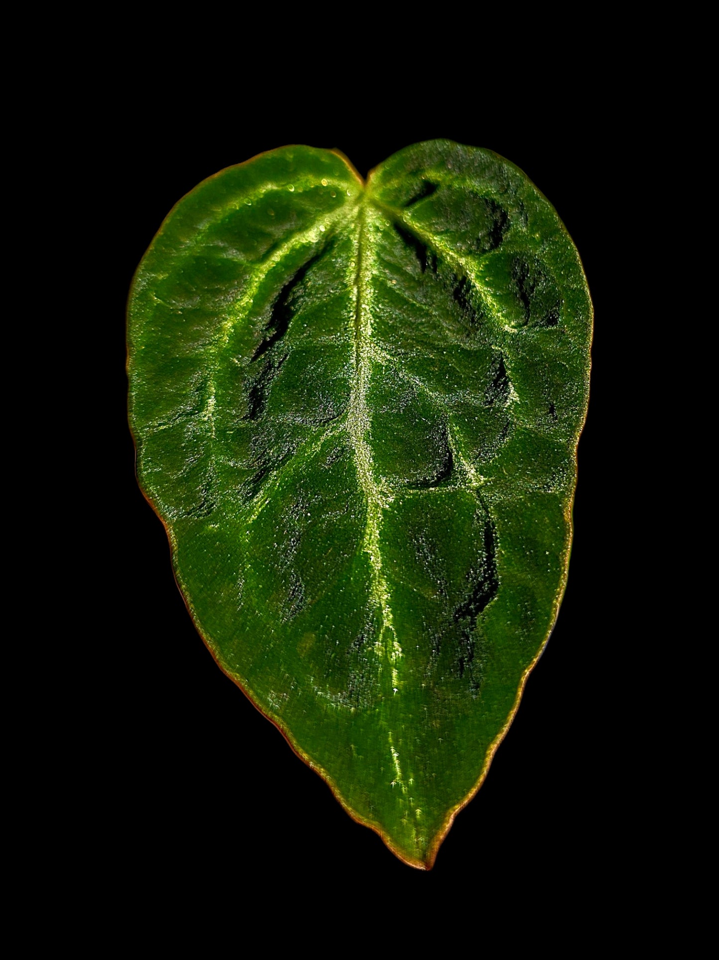 Anthurium sp. 'Amazon Monster Veins' Wild Ecotype (EXACT PLANT)