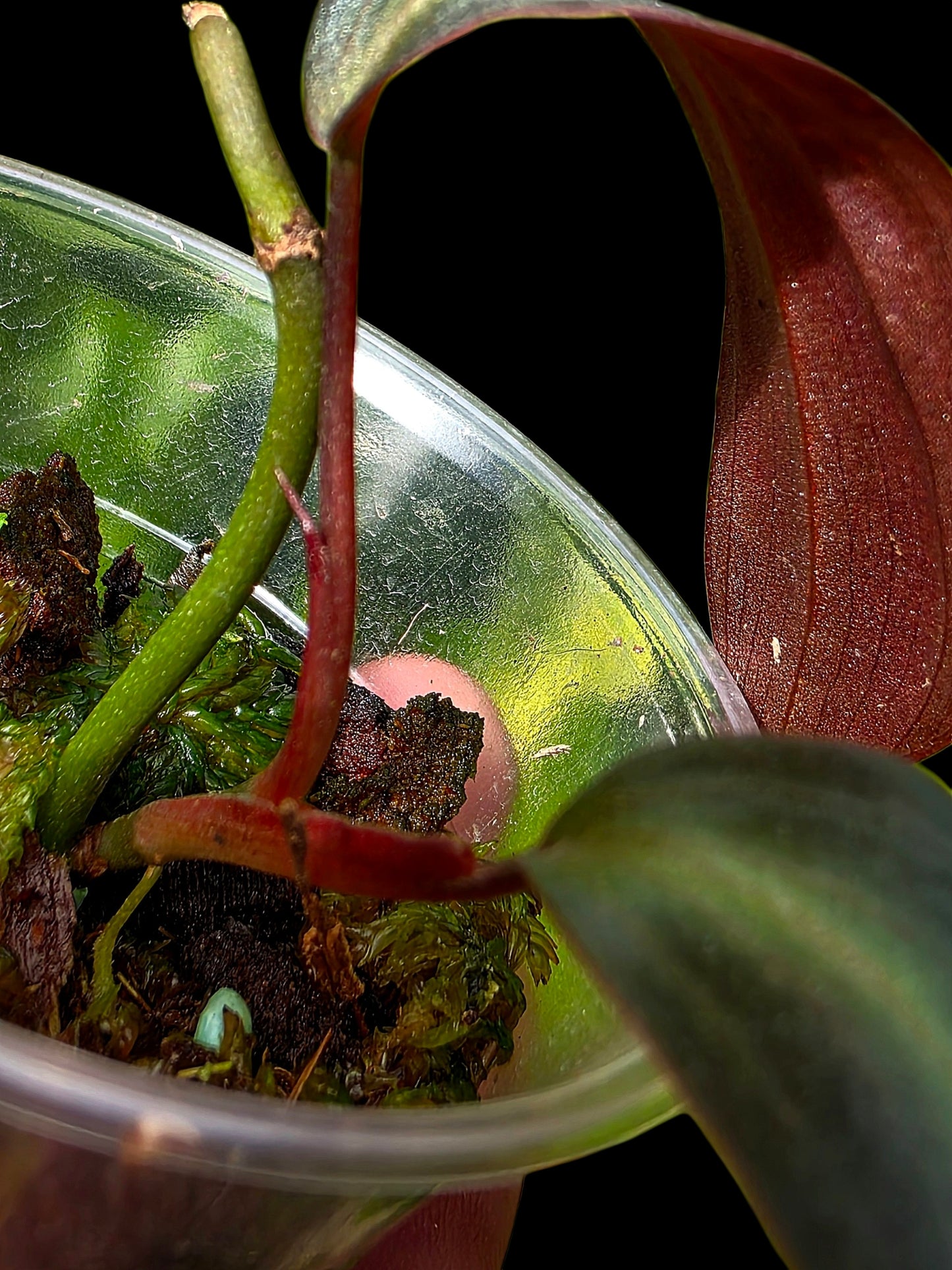 Philodendron sp. 'Peruvian Red Velvet Trilobe' (EXACT PLANT)