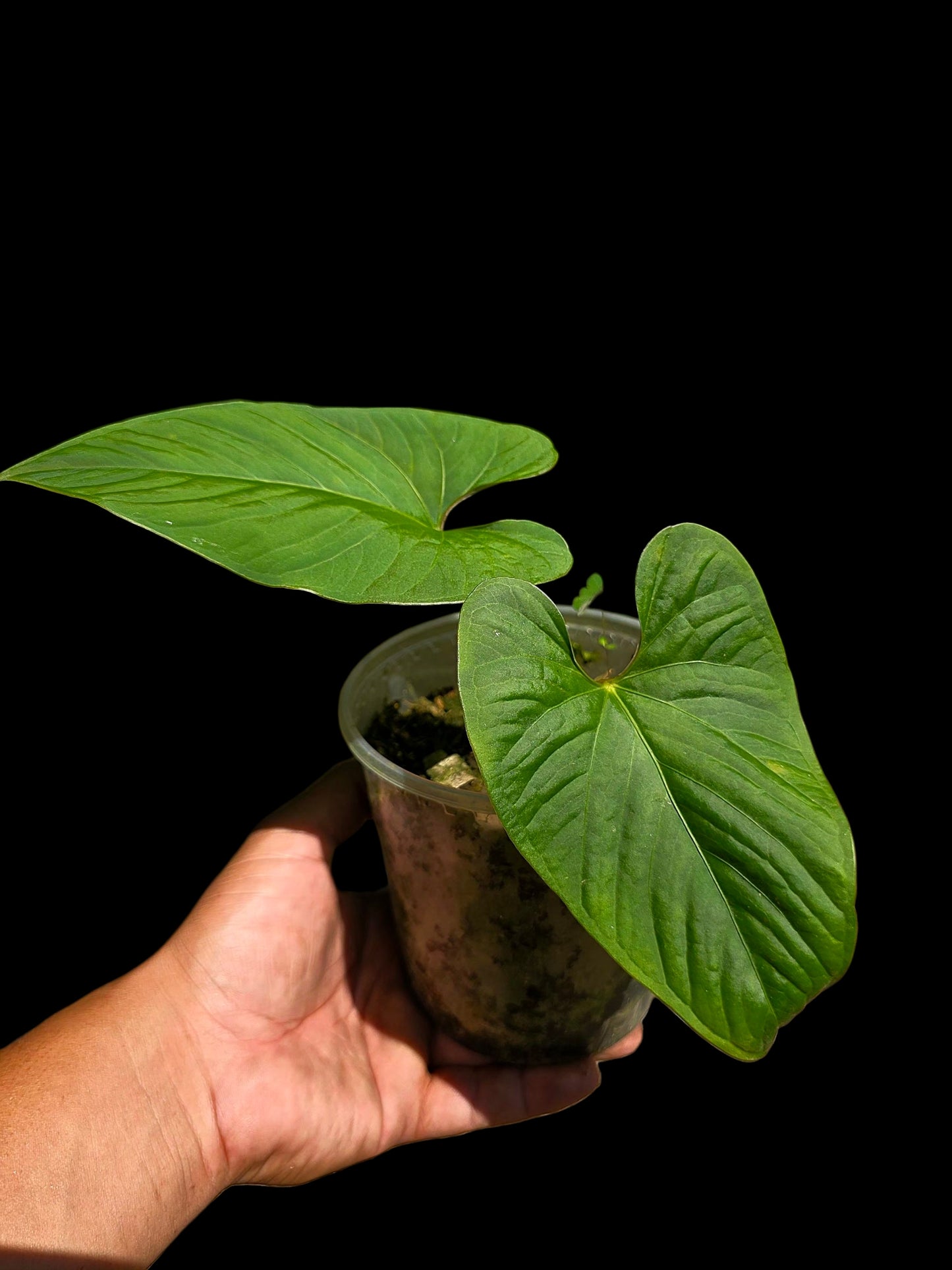 Anthurium sp. 'Kunayala Glow' Native to Panama (EXACT PLANT)