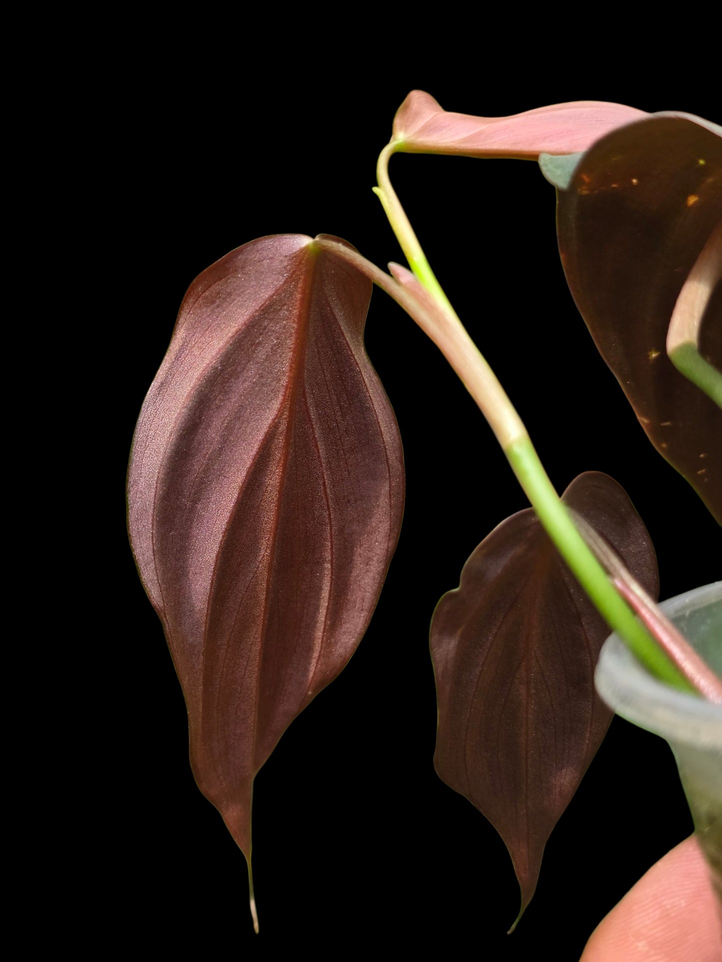 Philodendron sp. 'Peruvian Red Velvet Trilobe' (EXACT PLANT)