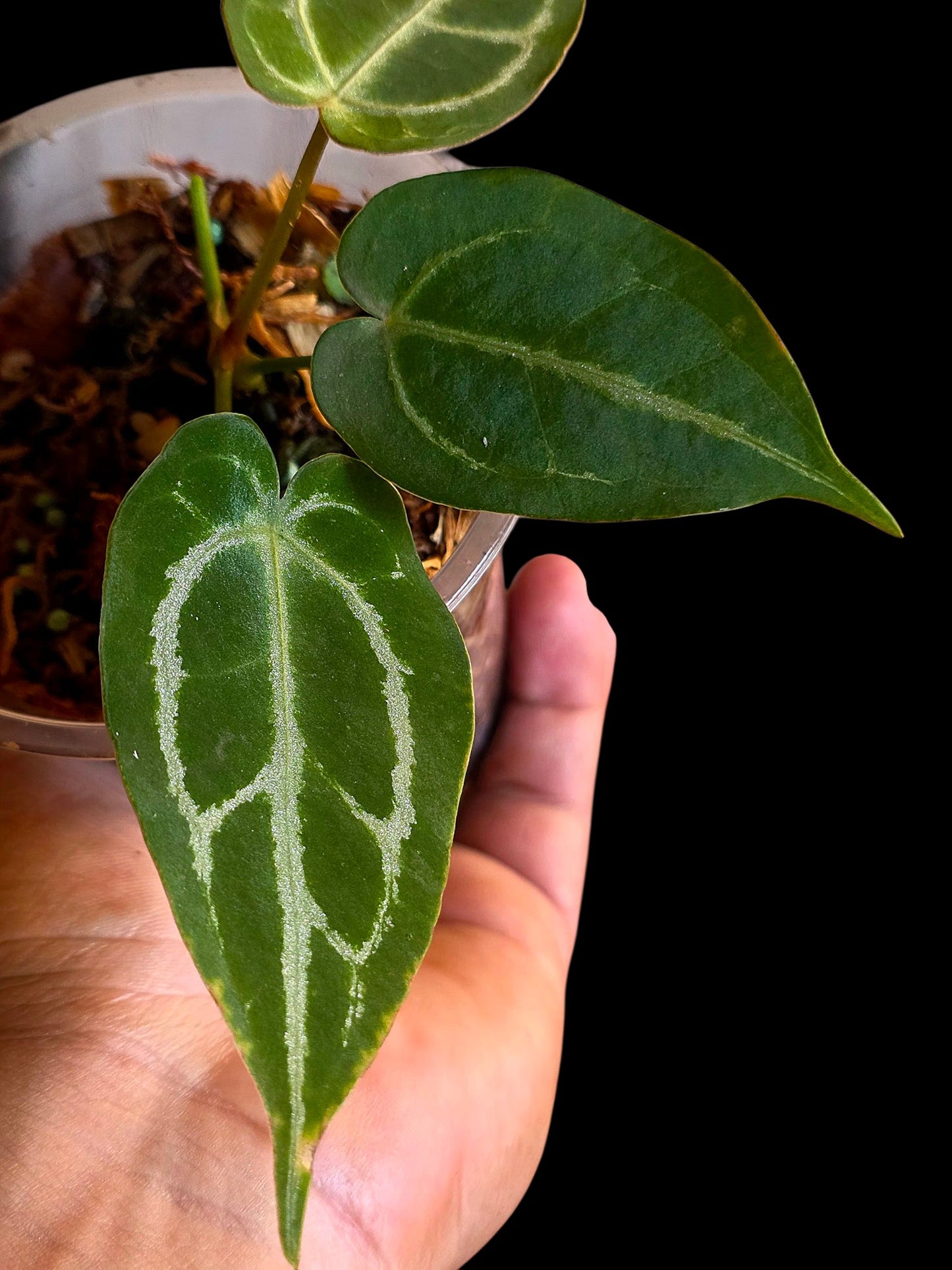 Anthurium Crystallinum X Forgetii (EXACT PLANT)