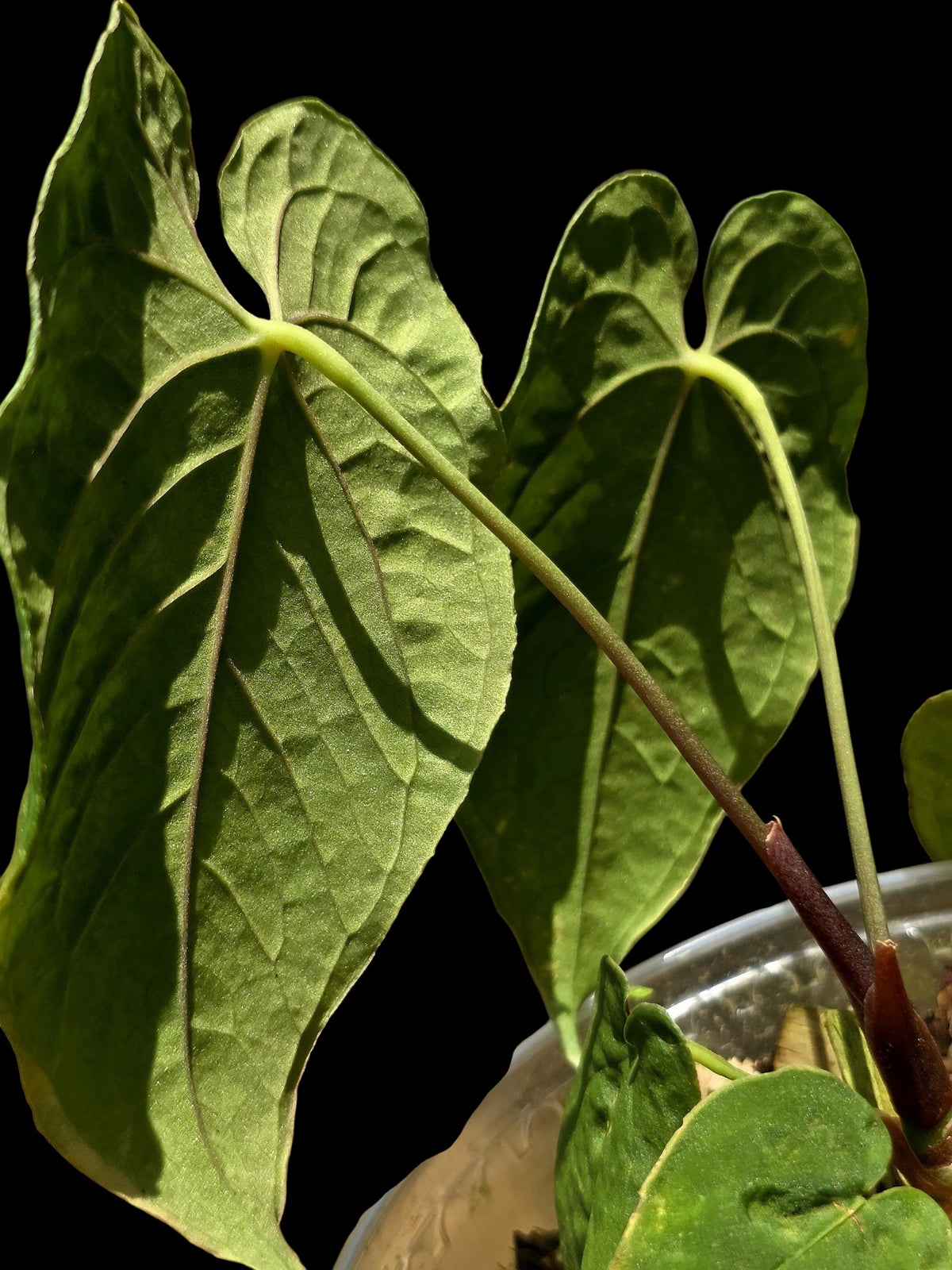 Anthurium sp. 'Purple Velvet' Bullate Leaves (EXACT PLANT)