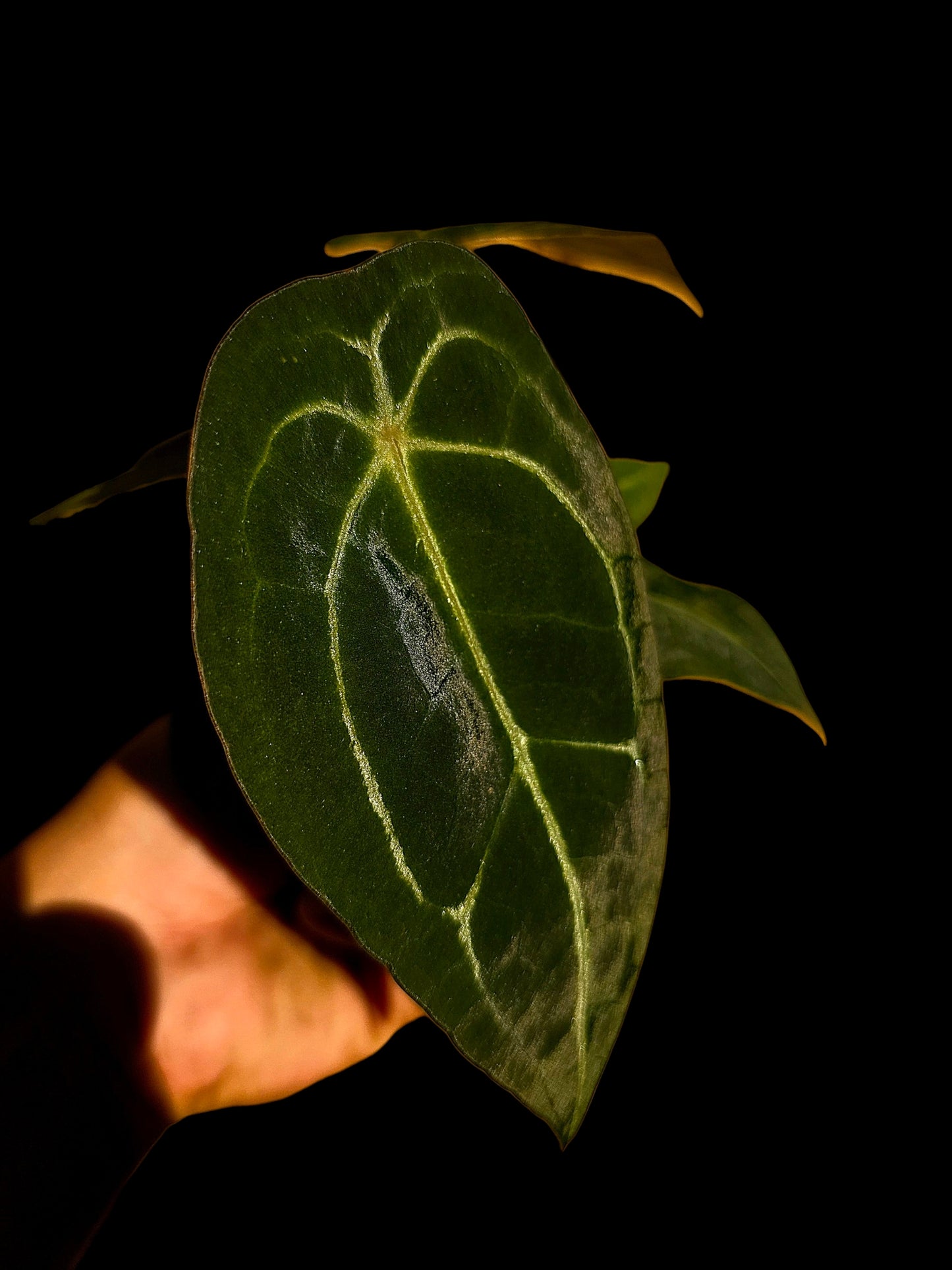 Anthurium Forgetii Narrow Form (EXACT PLANT)