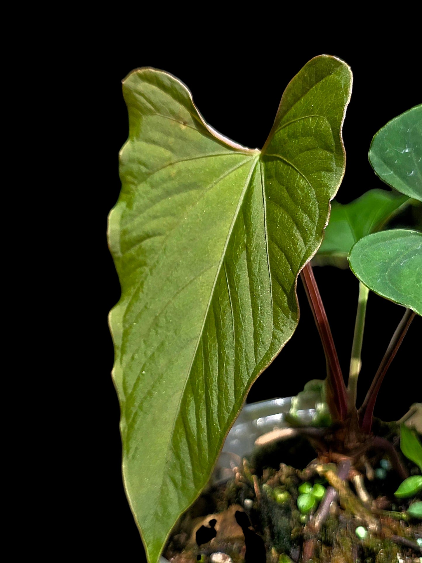 Anthurium sp. 'Kunayala Glow' Native to Panama (EXACT PLANT)