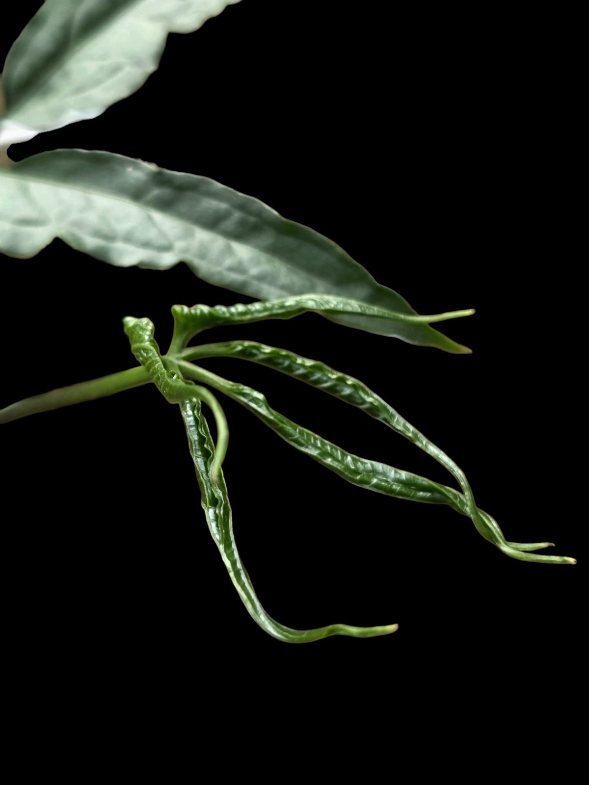Anthurium sp. 'Abiseo Silver Fingers' (EXACT PLANT) (copia)