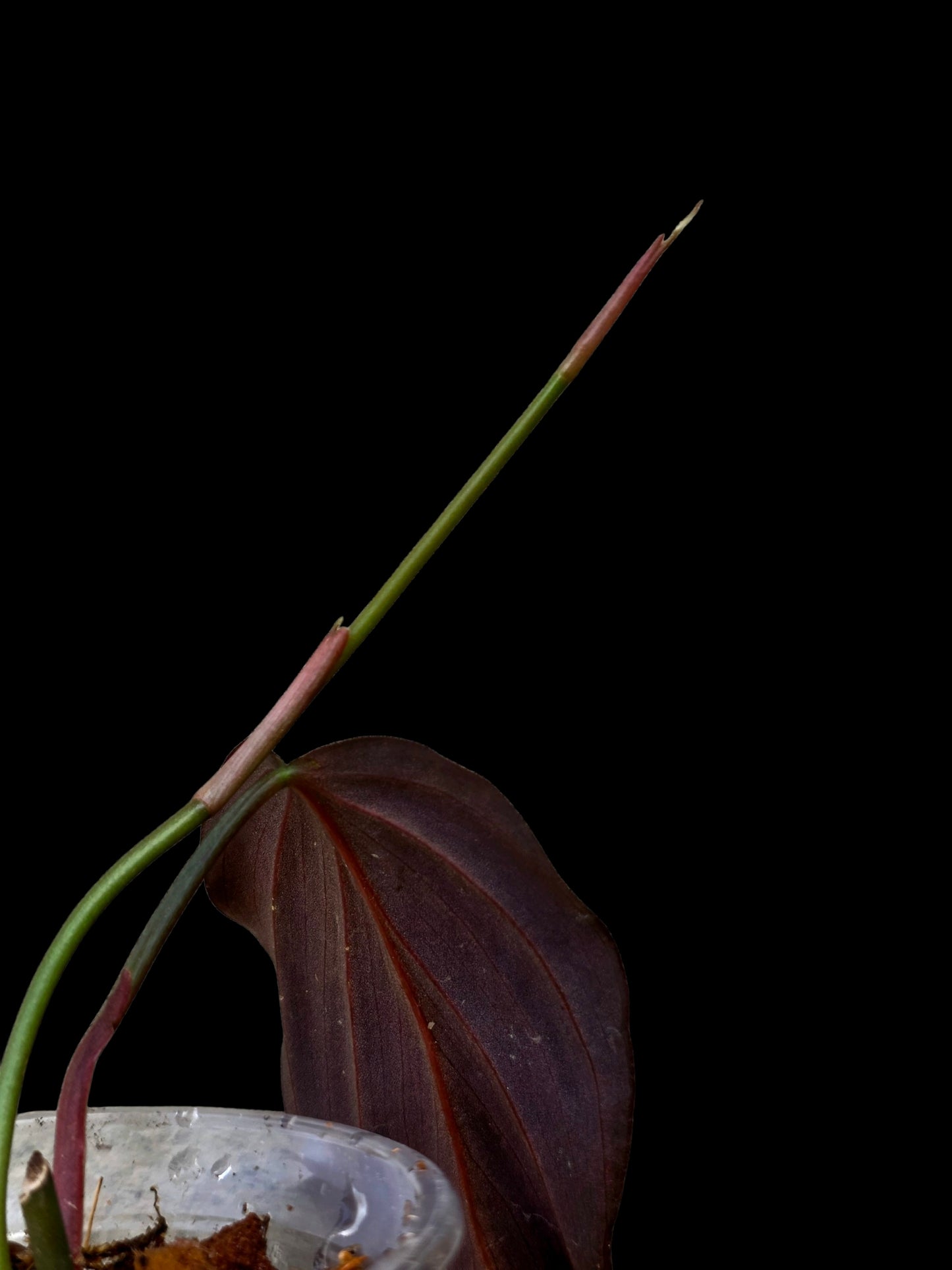 Philodendron sp. 'Peruvian Red Velvet Trilobe' (EXACT PLANT)