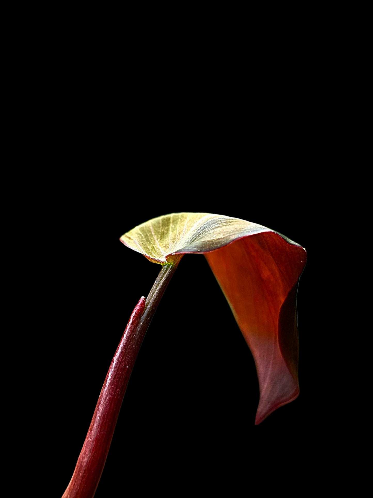 Philodendron sp. 'Peruvian Red Velvet Trilobe' (EXACT PLANT)