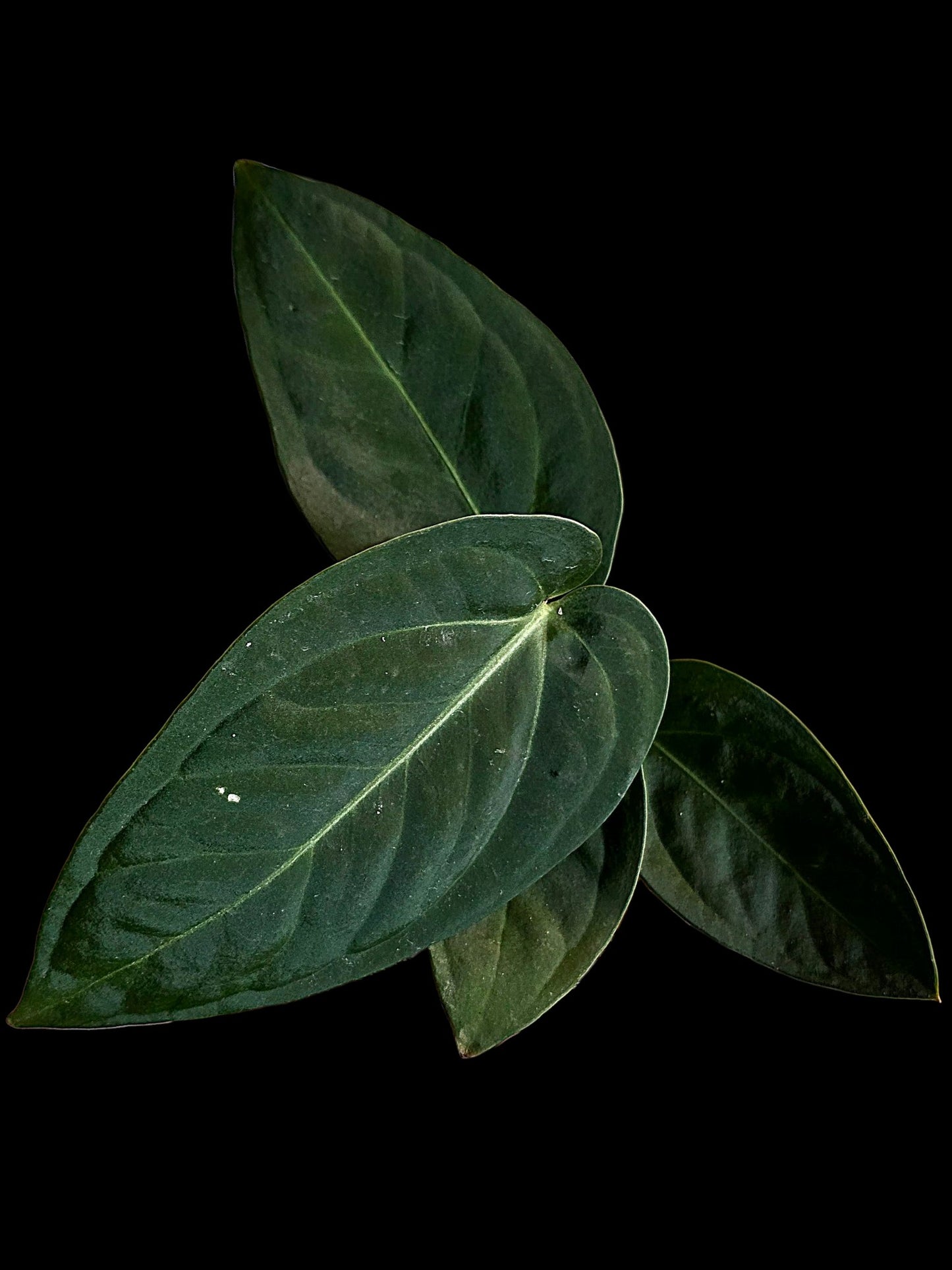 Anthurium Pulcachense Dark (EXACT PLANT)