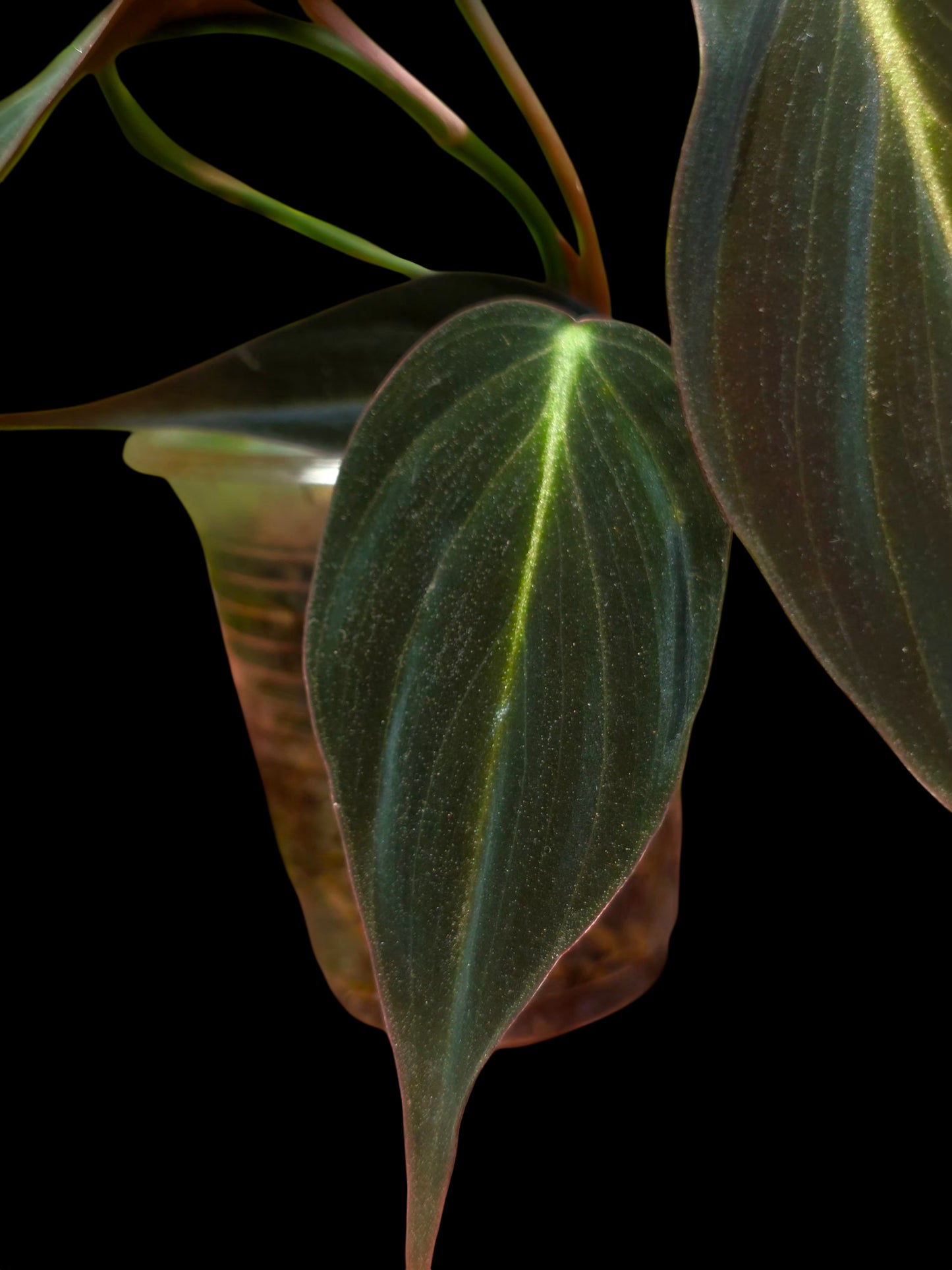 Philodendron sp. 'Peruvian Red Velvet Trilobe' (EXACT PLANT)