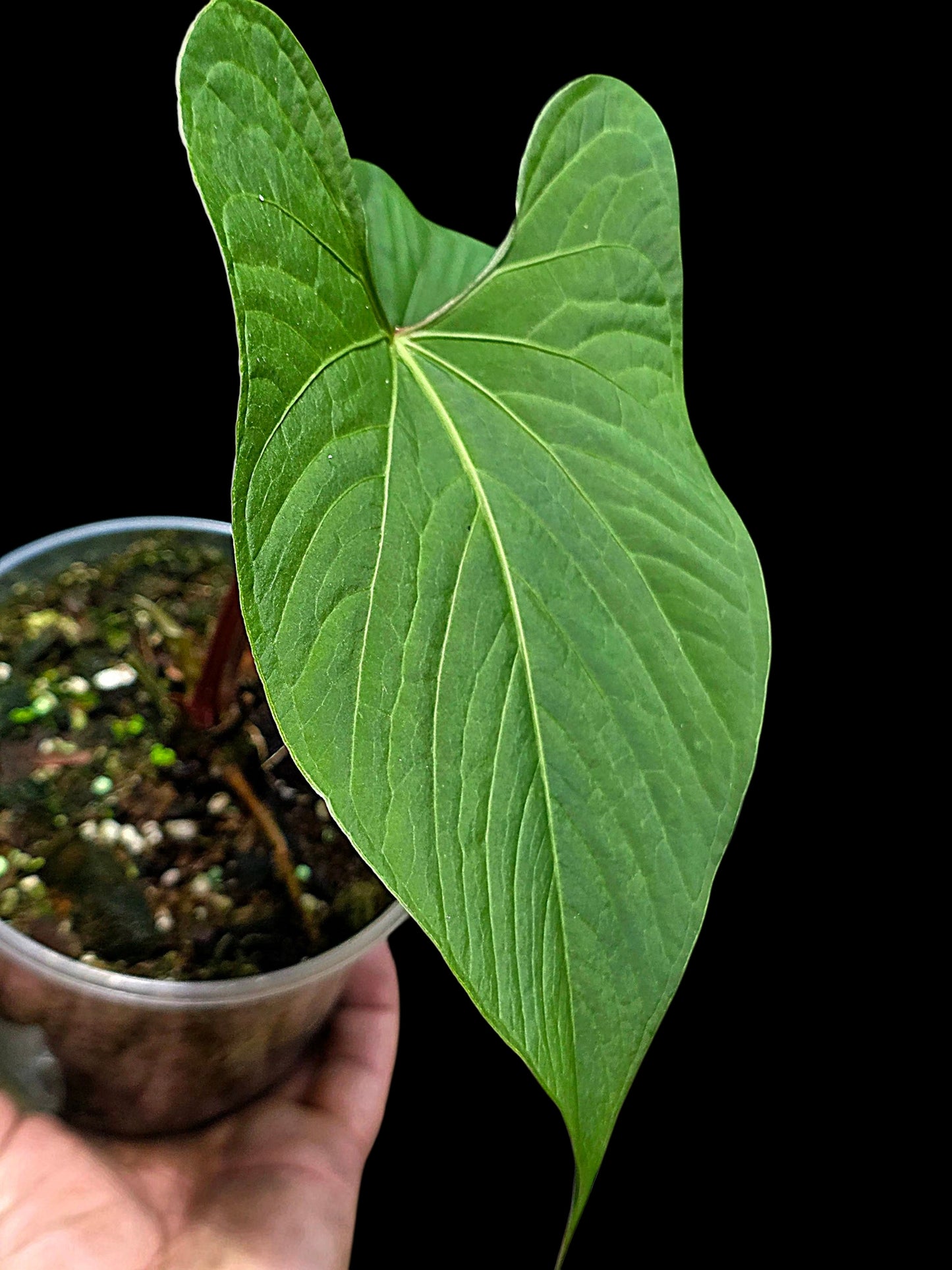 Anthurium sp. "Kunayala Glow" with 2 Leaves (EXACT PLANT)