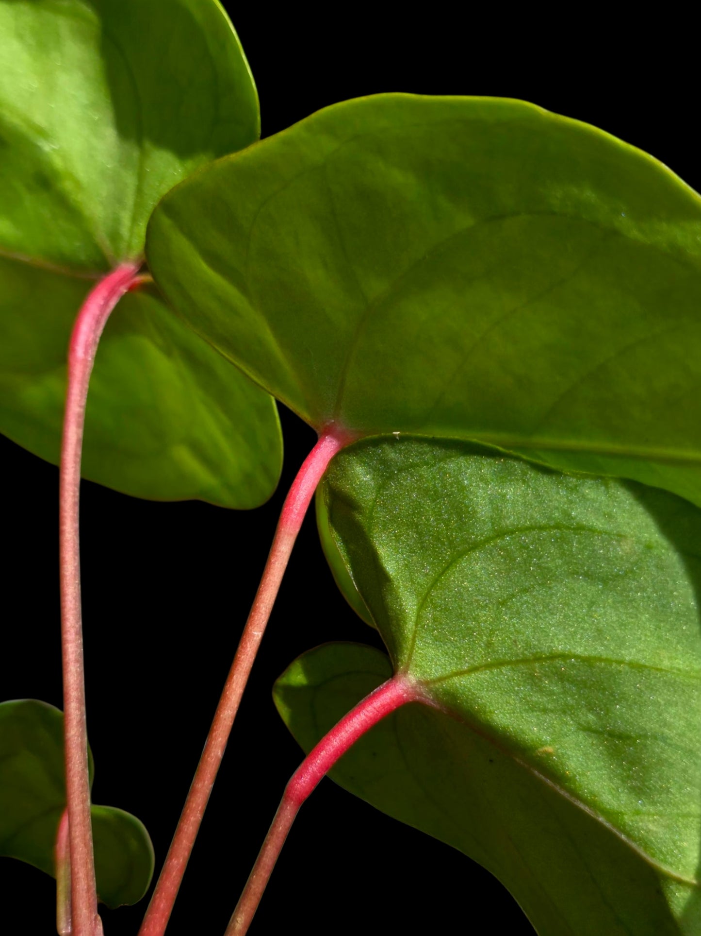Anthurium sp. 'Amazon Red Petiole' (EXACT PLANT)
