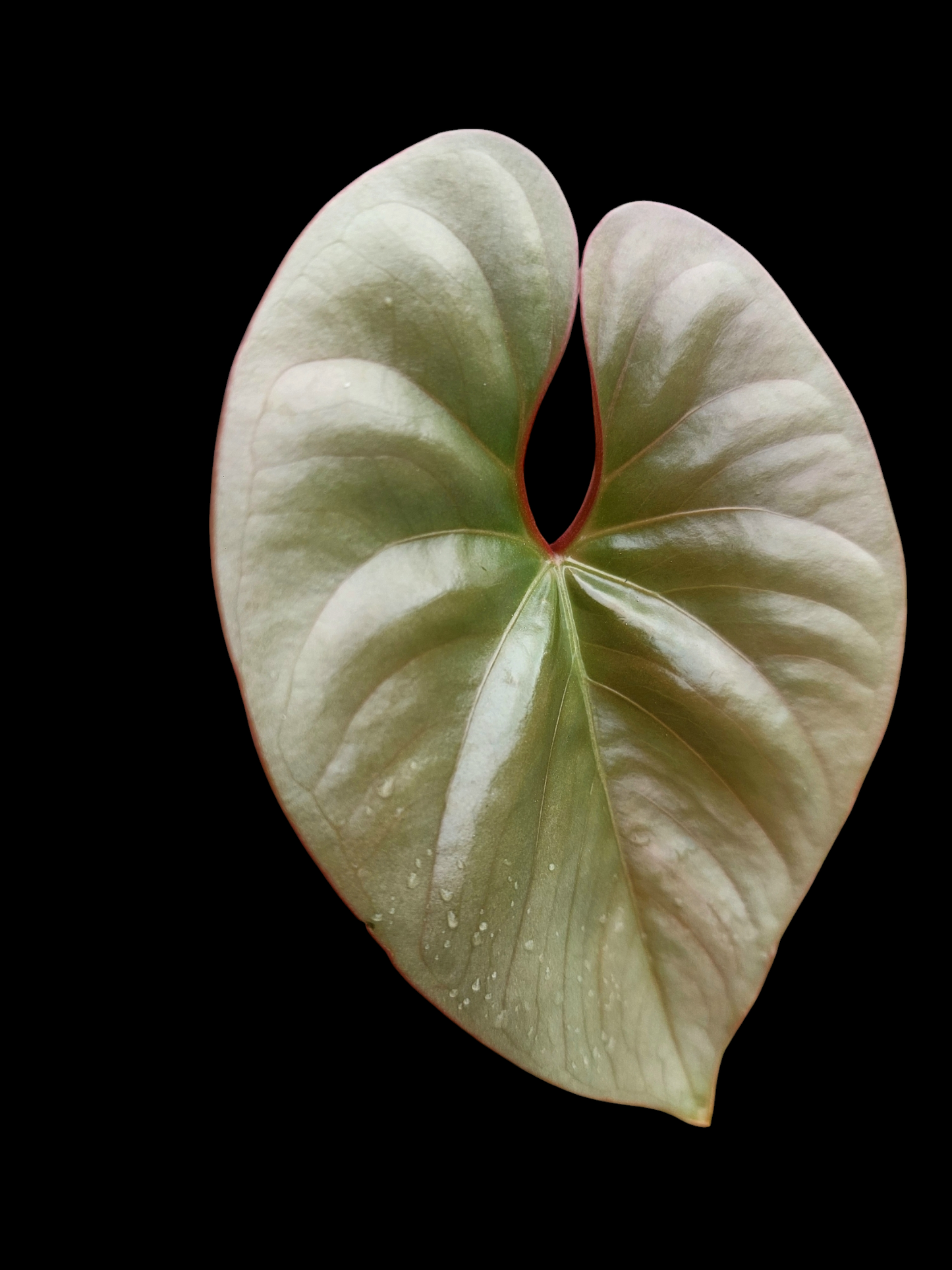 Anthurium sp. "Silver Peru" Rose Gold (EXACT PLANT)