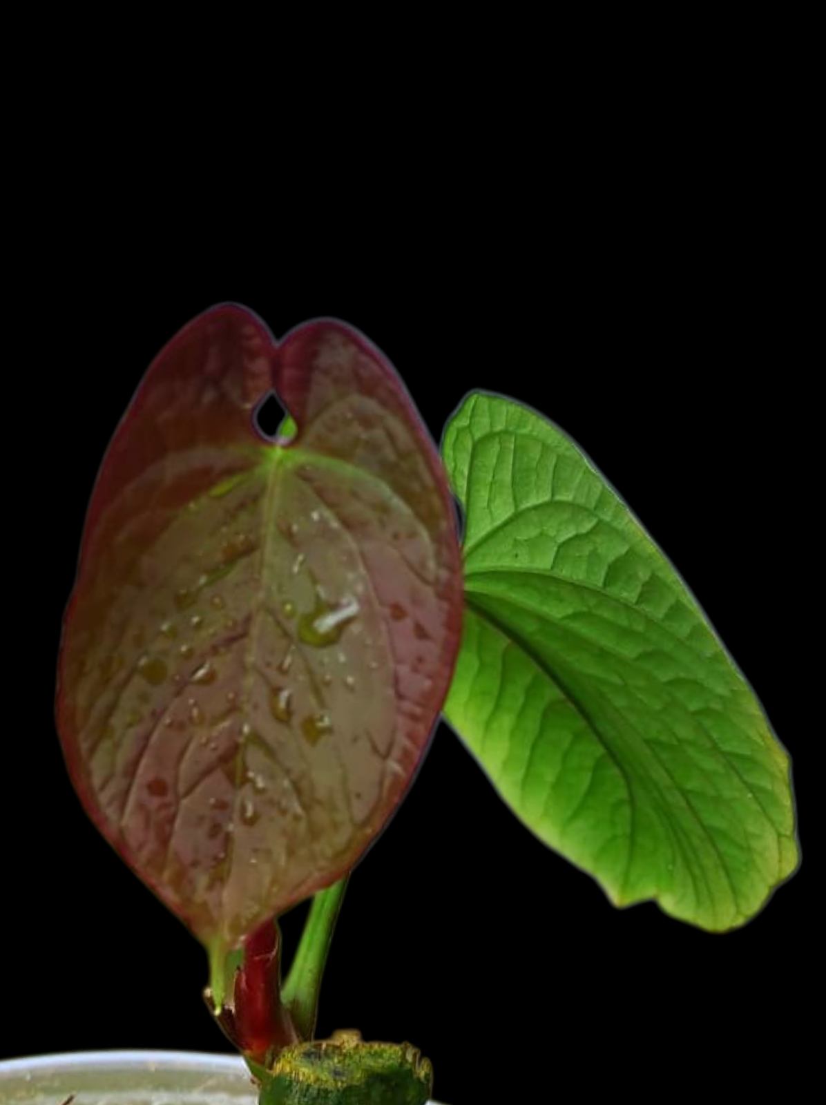 (Copia) Anthurium Sp. 'Purple' with 2 Leaves (EXACT PLANT)