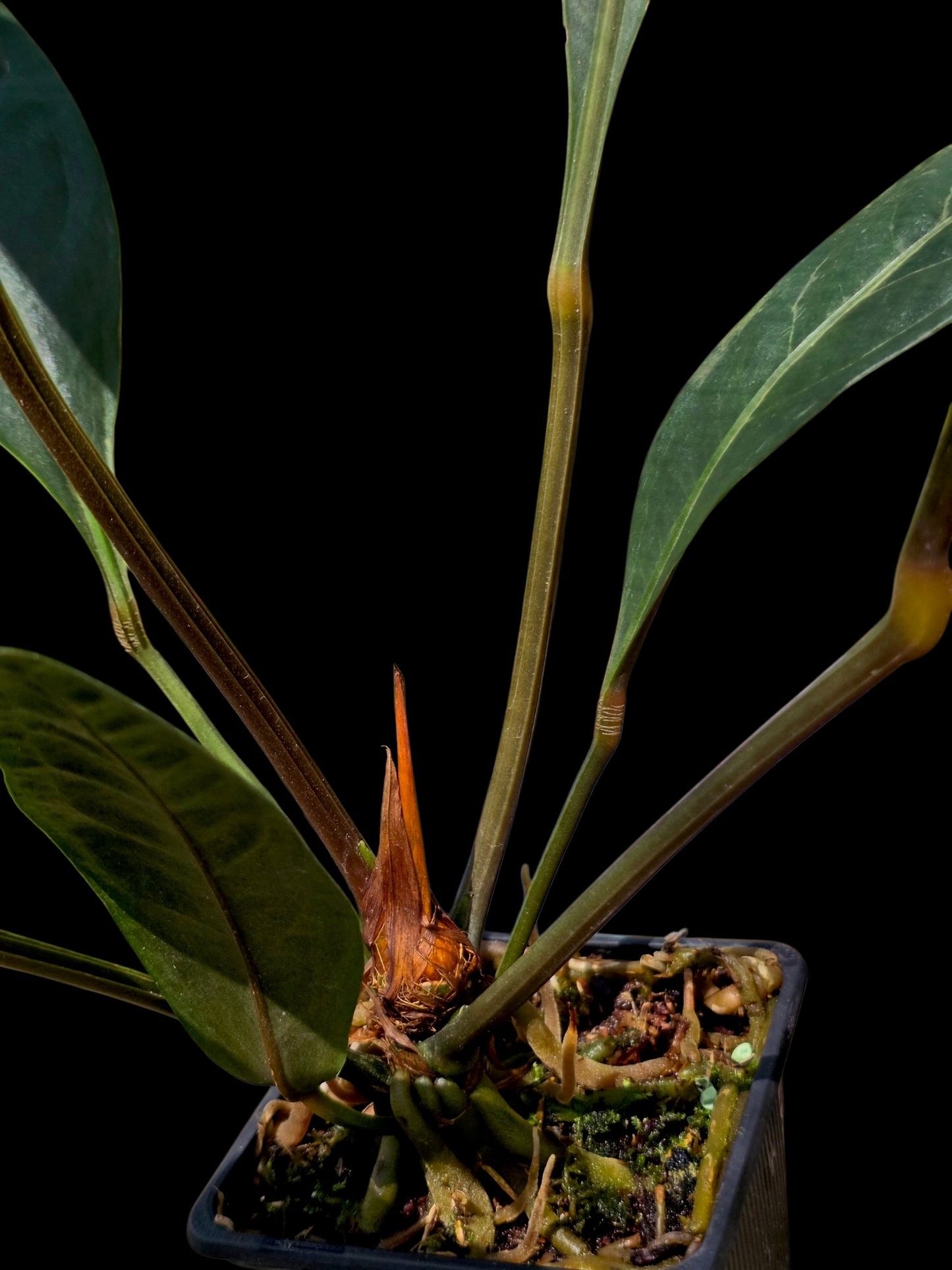Anthurium Superbum subsp. Brentberlinii Croat (EXACT PLANT)