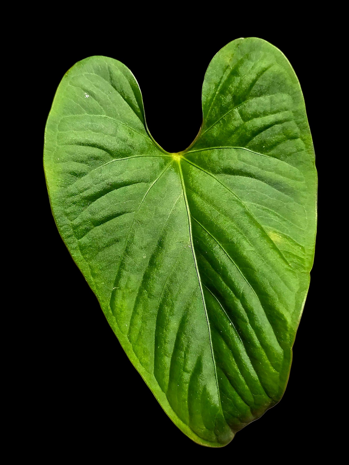 Anthurium sp. 'Kunayala Glow' Native to Panama (EXACT PLANT)