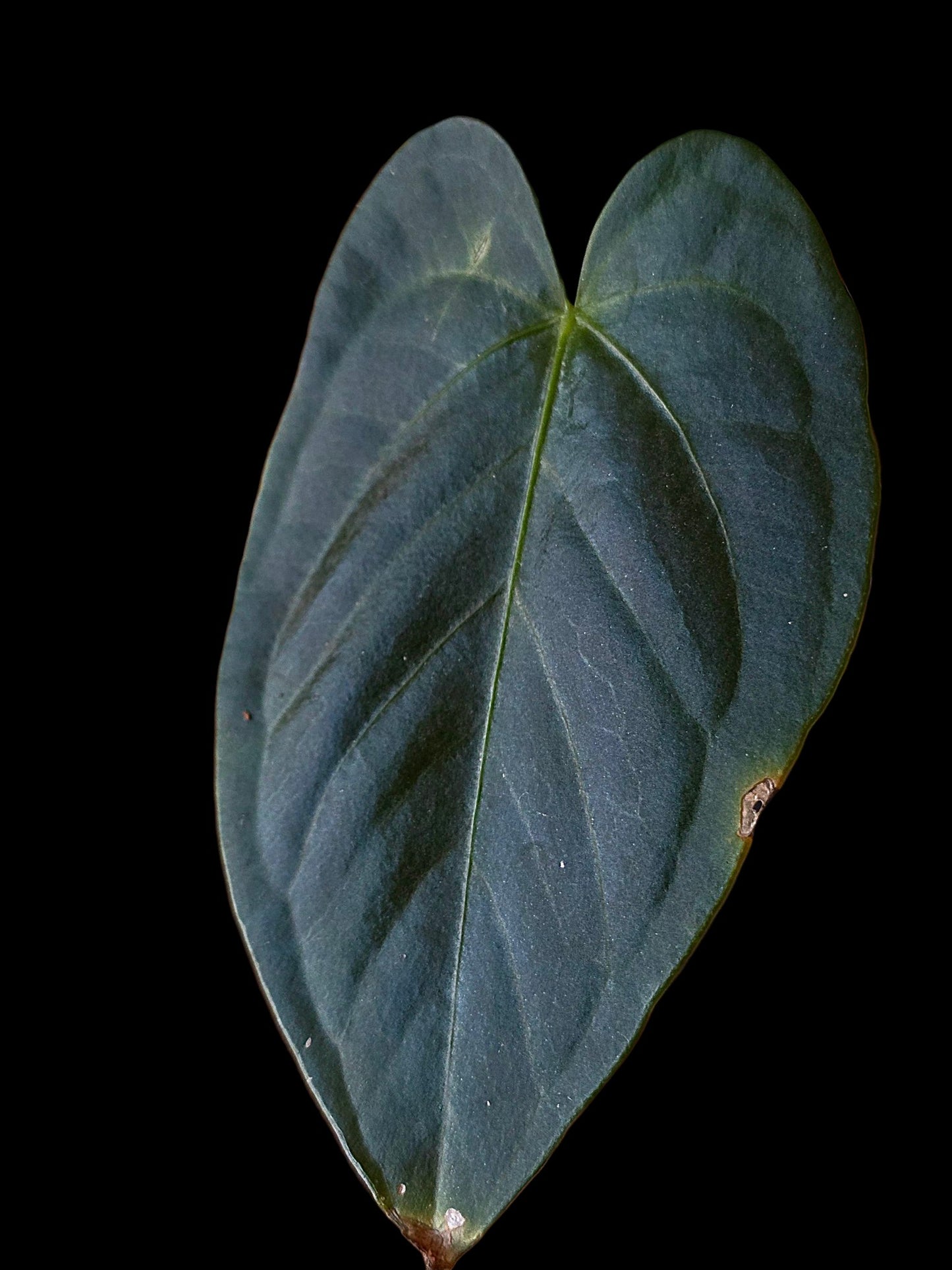 Anthurium sp. 'Peru Dark' (EXACT PLANT)