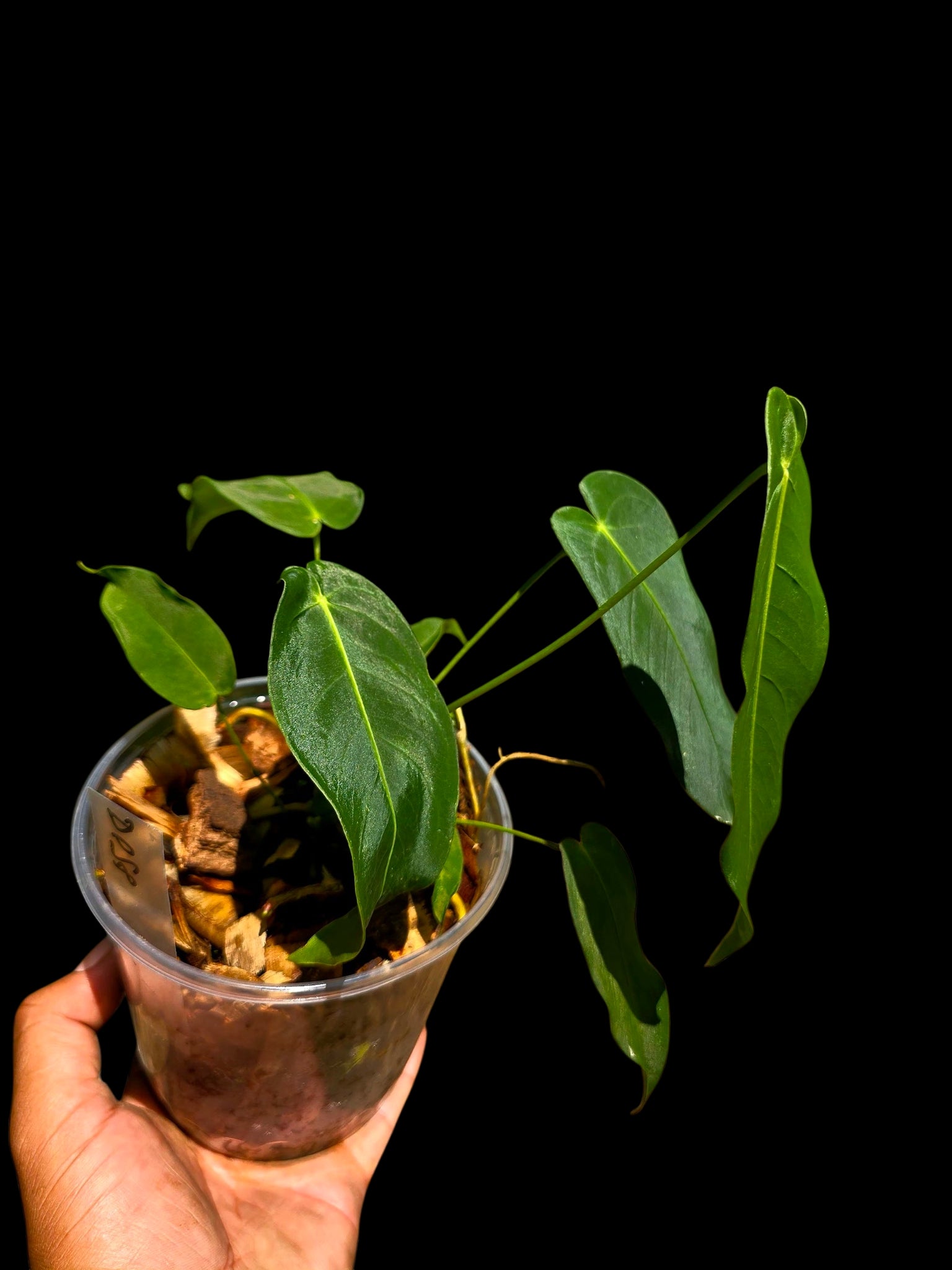 Anthurium Queremalense (EXACT PLANT)