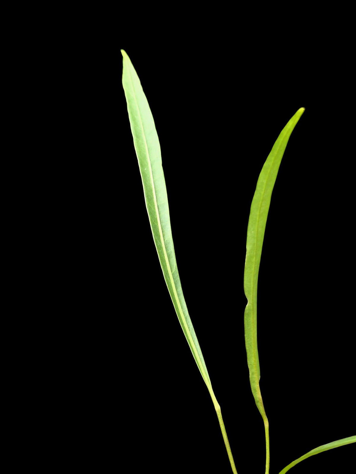 Anthurium friedrichsthalii (EXACT PLANT)
