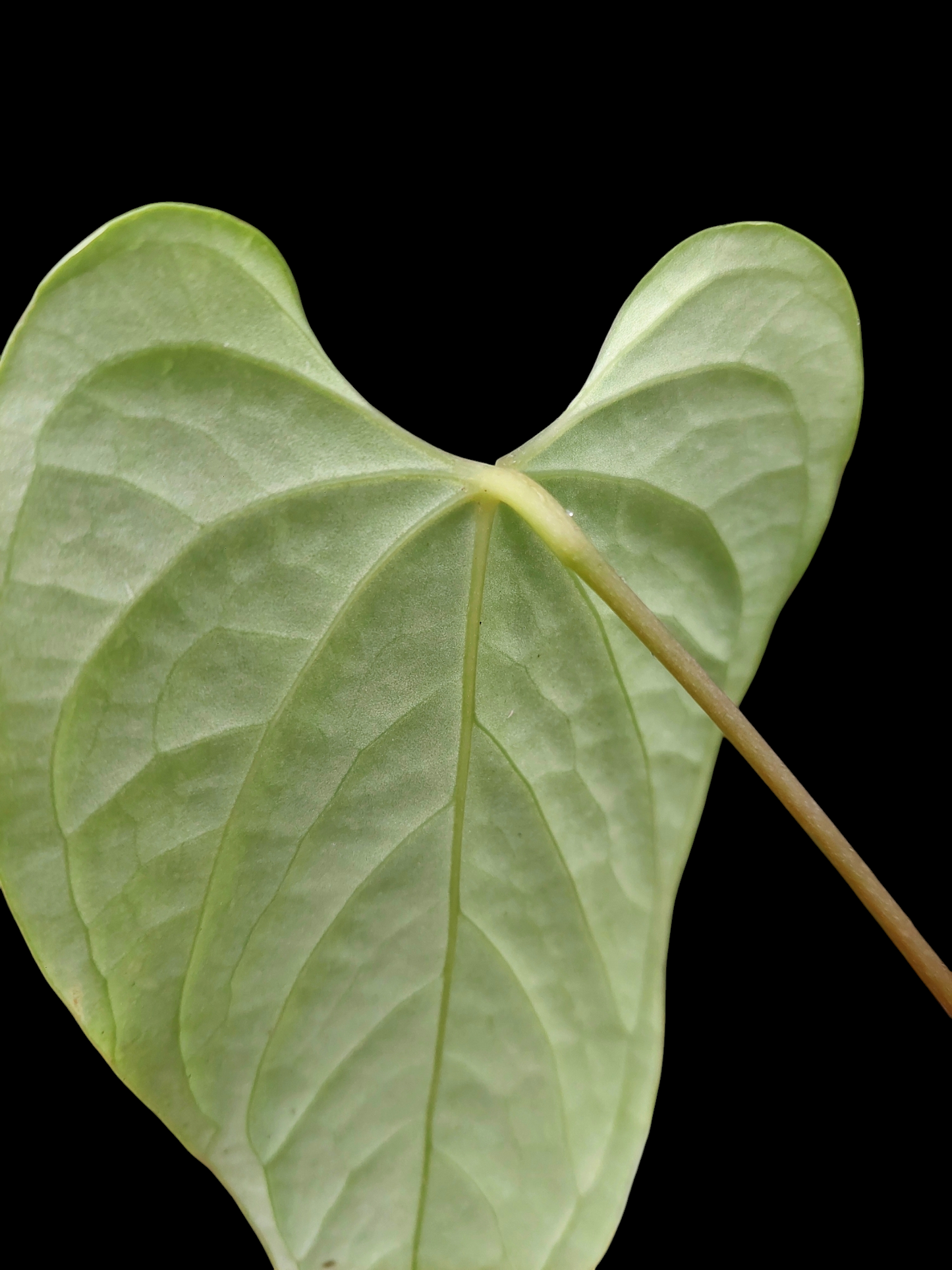 Anthurium sp. "Tarapoto Velvet" Wild Ecotype (EXACT PLANT)