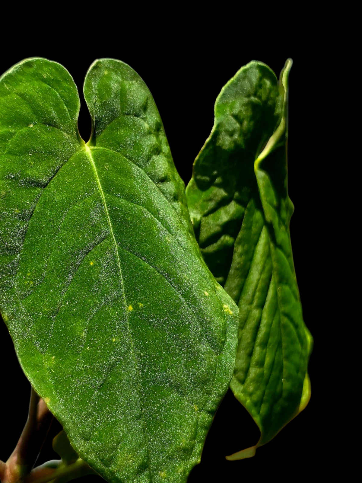 Anthurium sp. 'Purple Velvet' Bullate Leaves (EXACT PLANT)