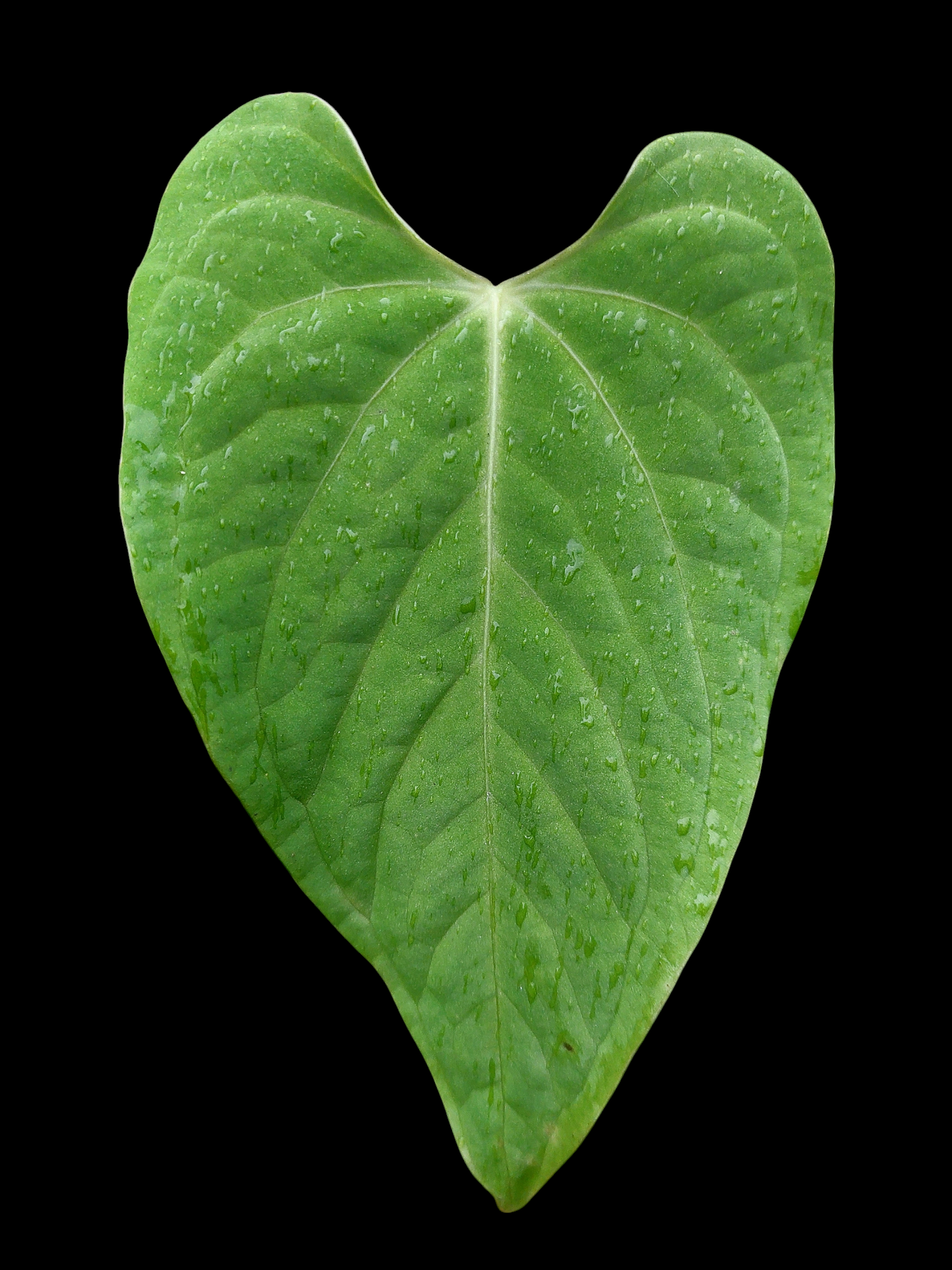 Anthurium sp. "Tarapoto Velvet" Wild Ecotype (EXACT PLANT)