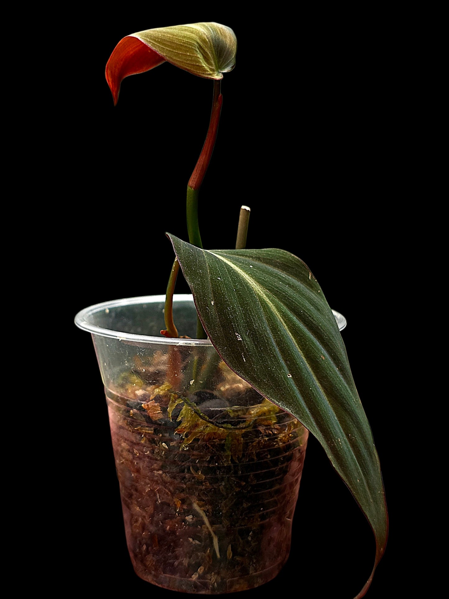 Philodendron sp. 'Peruvian Red Velvet Trilobe' (EXACT PLANT)