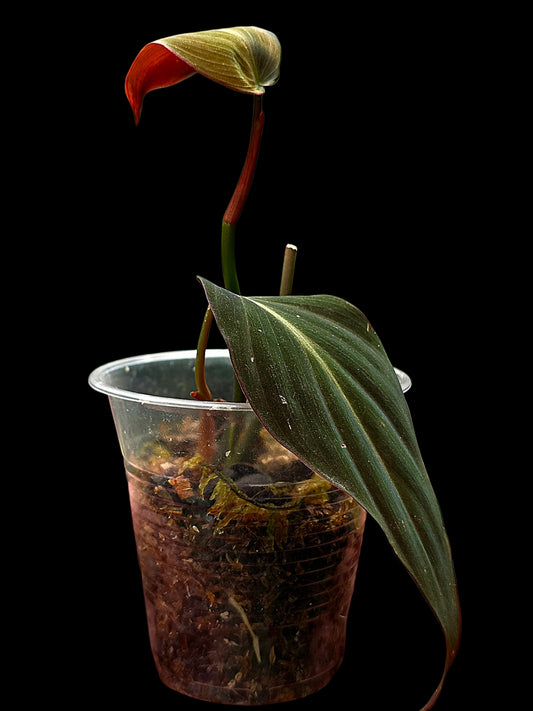 Philodendron sp. 'Peruvian Red Velvet Trilobe' (EXACT PLANT)