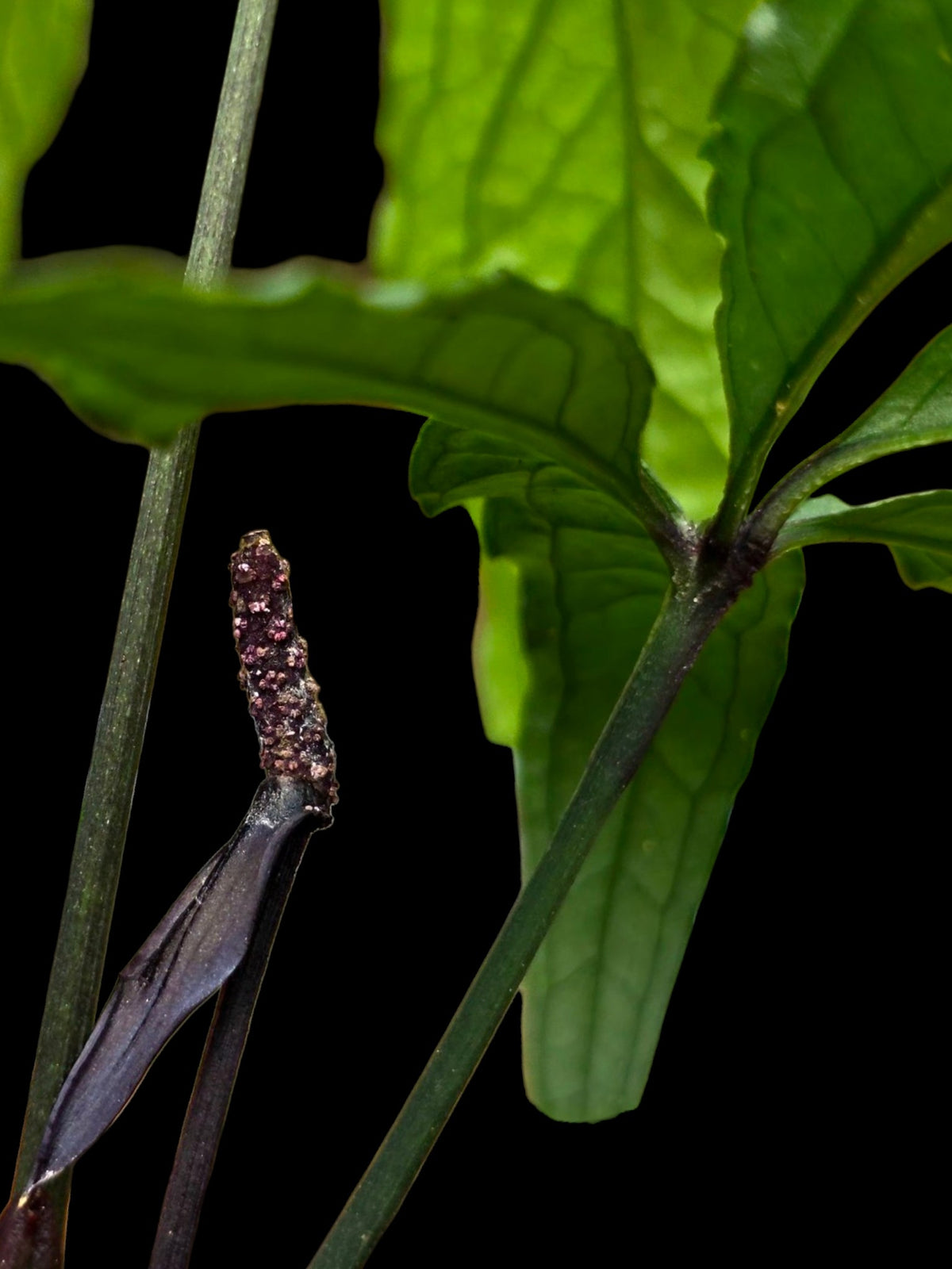 Anthurium sp. 'Abiseo Silver Fingers' (EXACT PLANT)