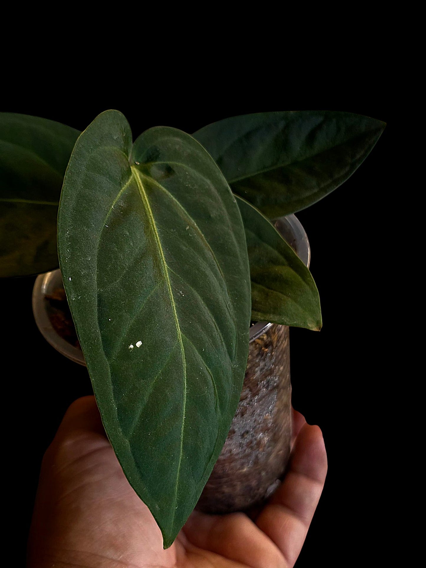 Anthurium Pulcachense Dark (EXACT PLANT)