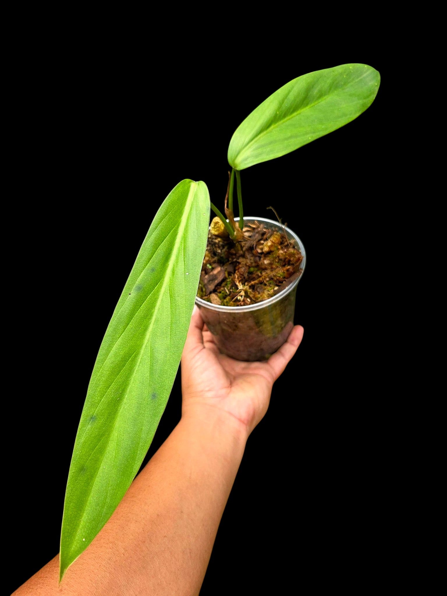 Philodendron sp. 'tenuifolium' (EXACT PLANT)