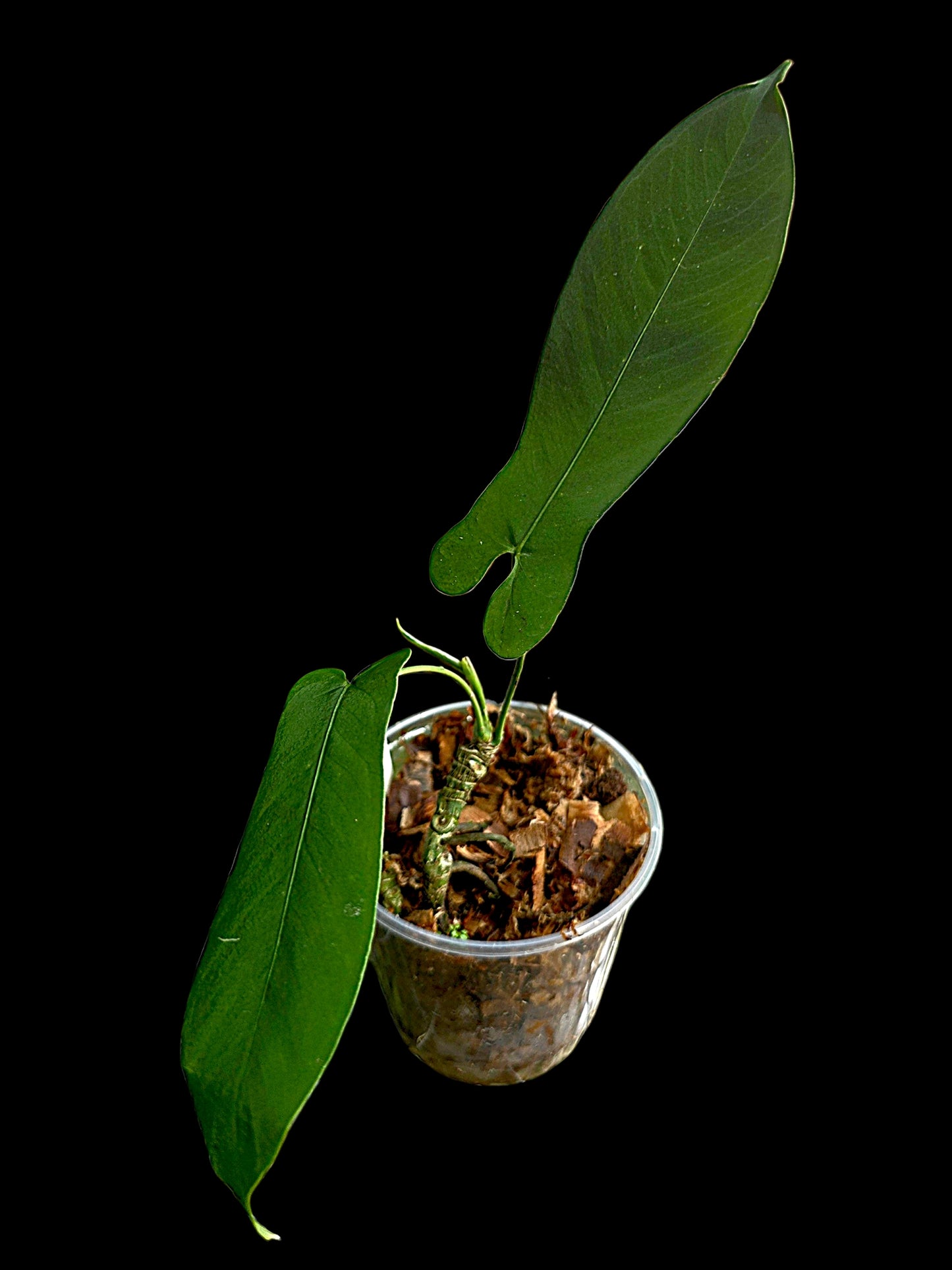 Anthurium sp. 'Tingomarianense Velvet Lobed' with 2 Leaves (EXACT PLANT)