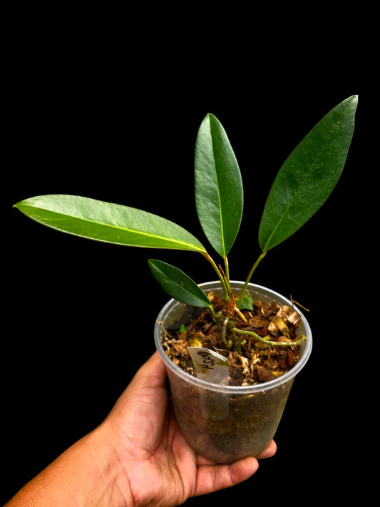 Anthurium sp. 'El Pongo' (EXACT PLANT)