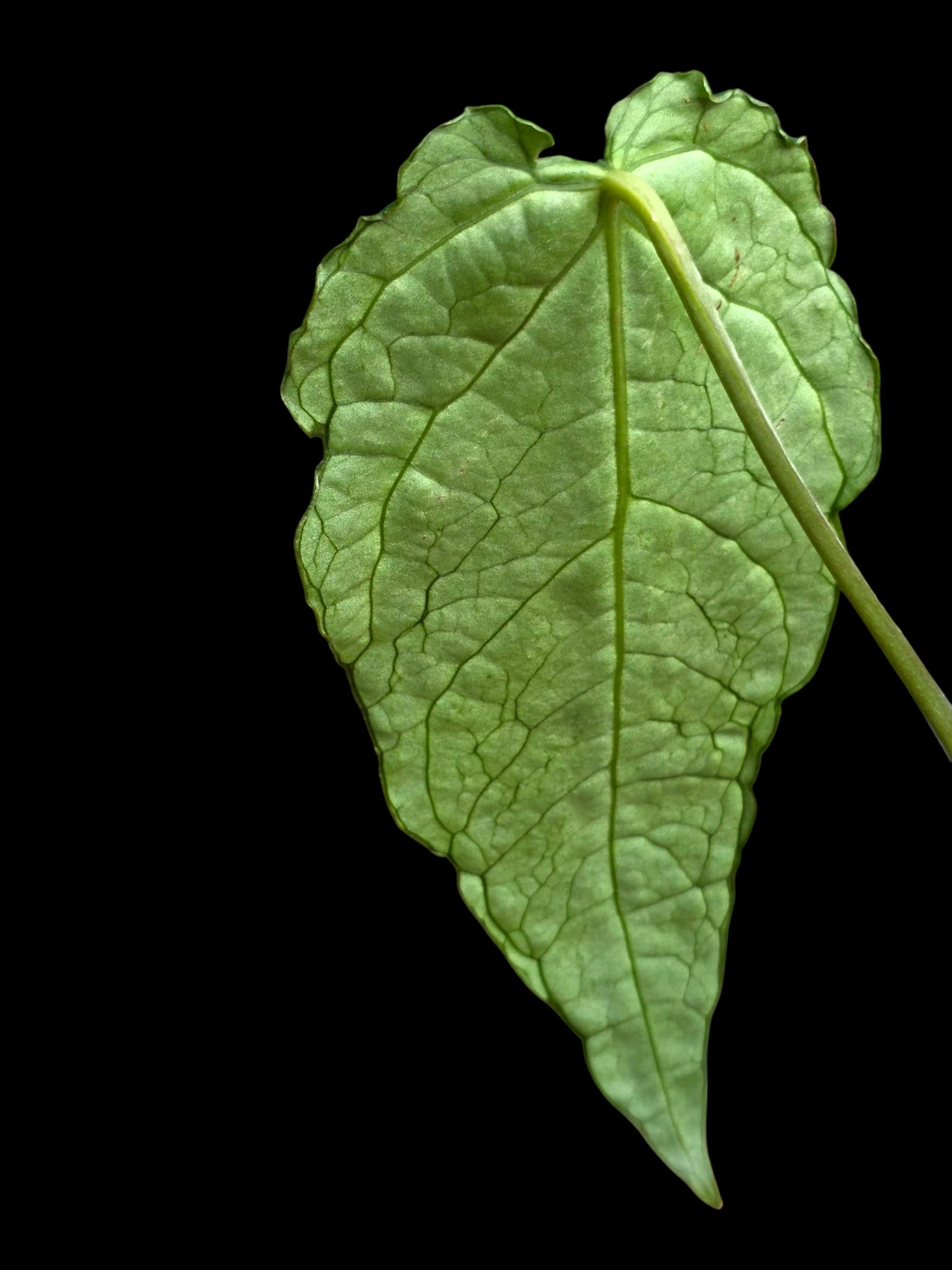 Anthurium sp. 'Andinum Lattice Crispus' Metamorphosis Phenotype (EXACT PLANT)