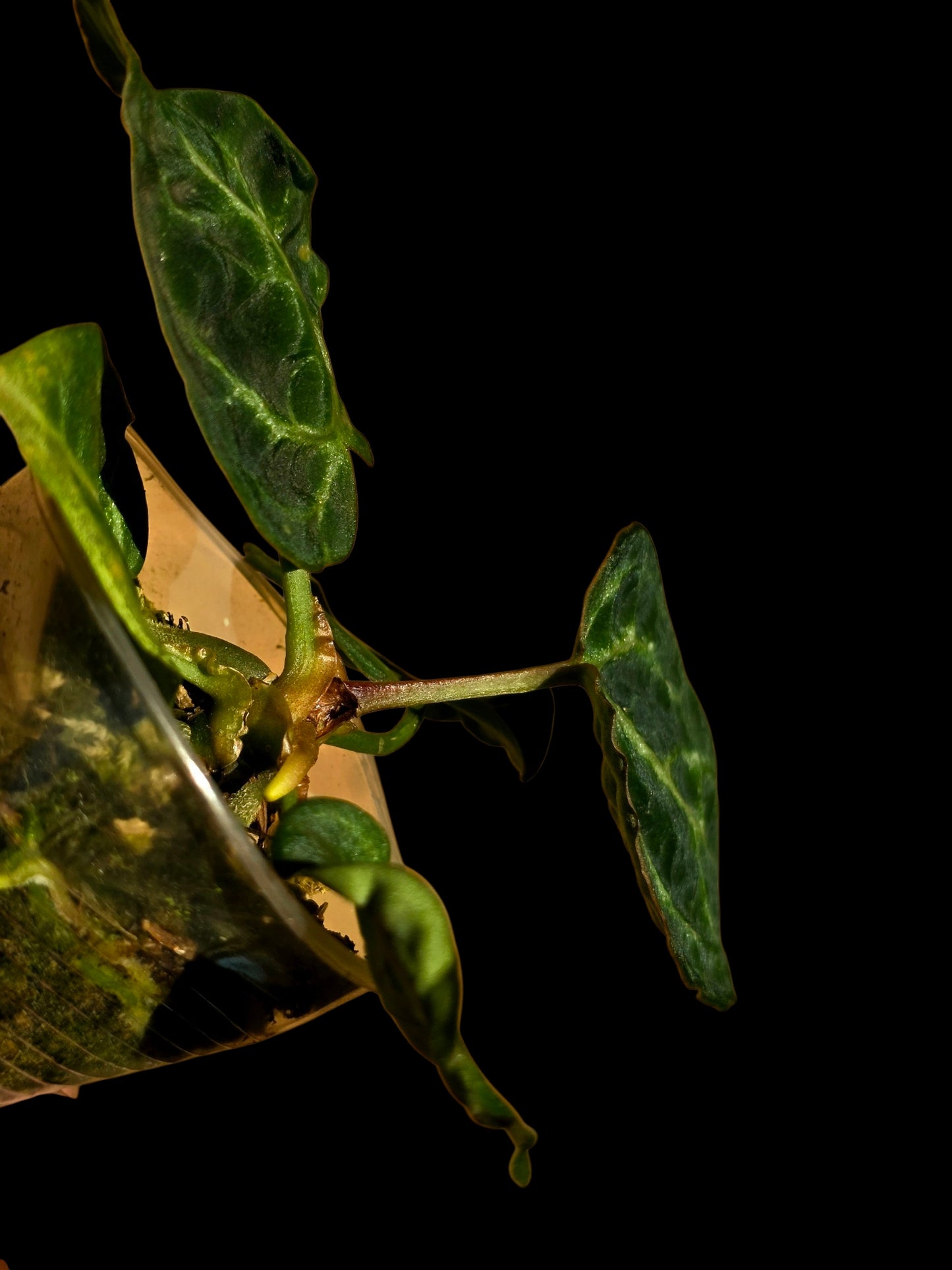 Anthurium sp. 'Amazon Monster Veins' Wild Ecotype (EXACT PLANT)